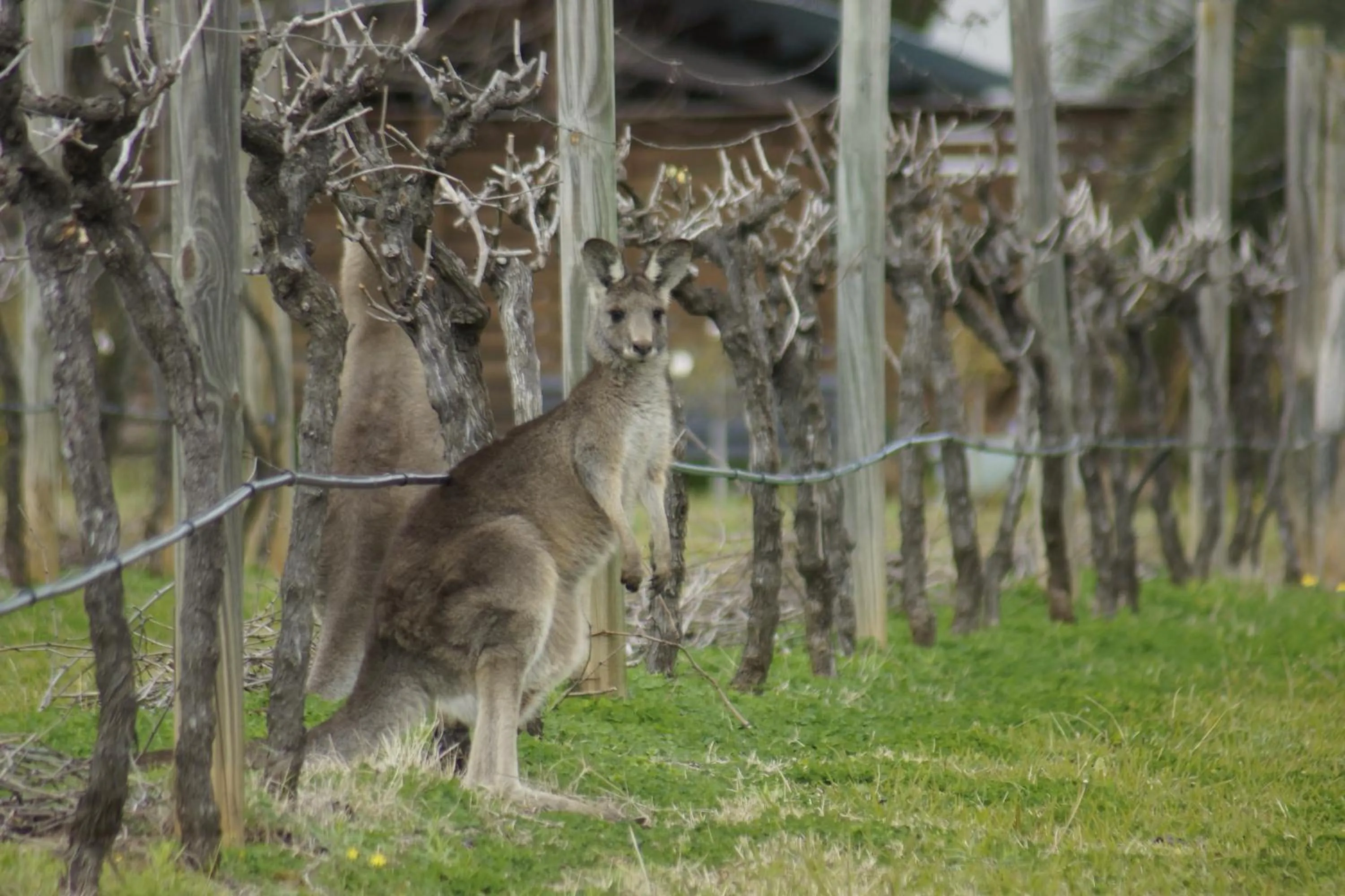 Garden in The Carriages Boutique Hotel and Vineyard