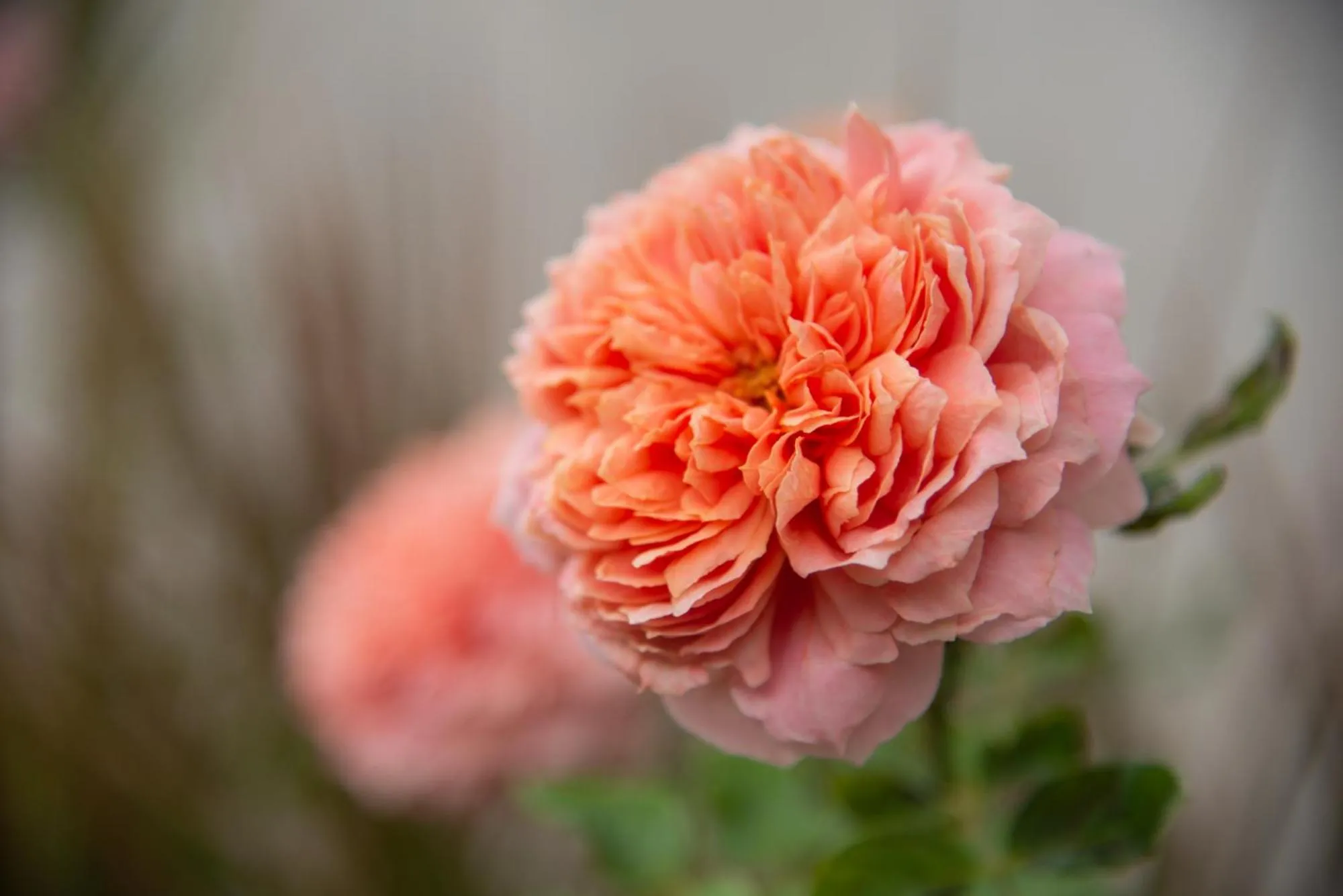 Garden in Suan Sook Homestay