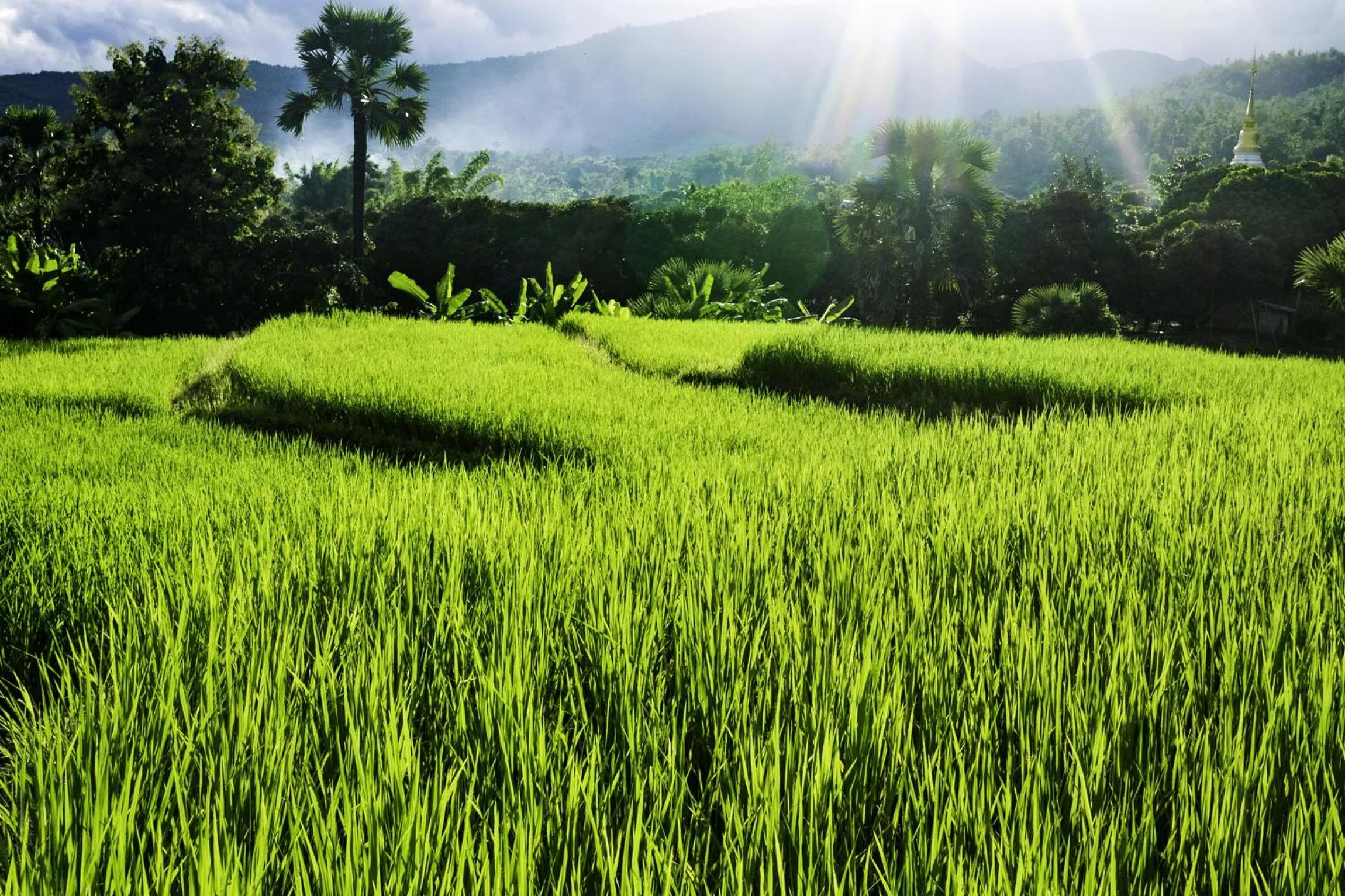 Natural landscape in Suan Sook Homestay