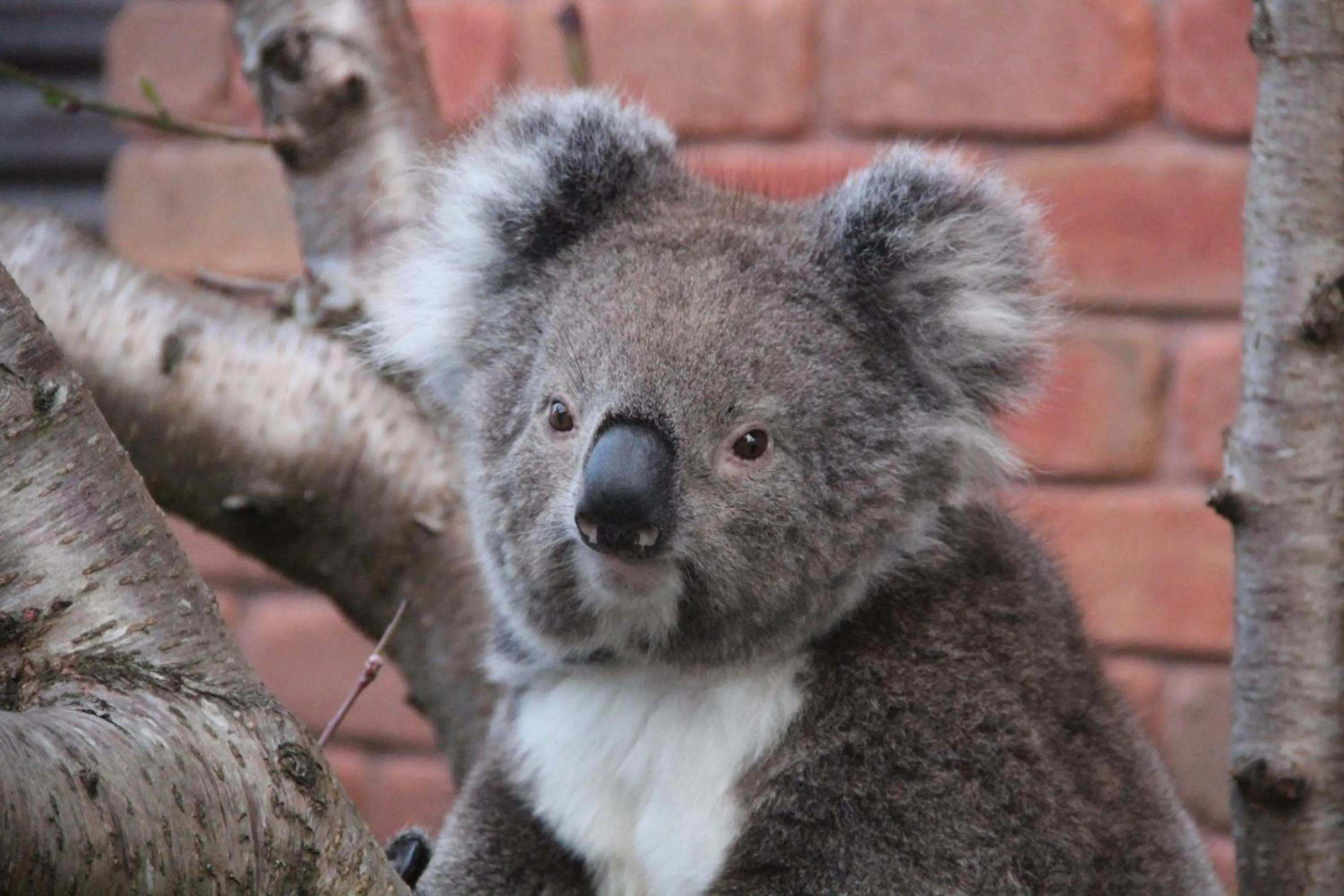 Garden in Angela's Beach Stays