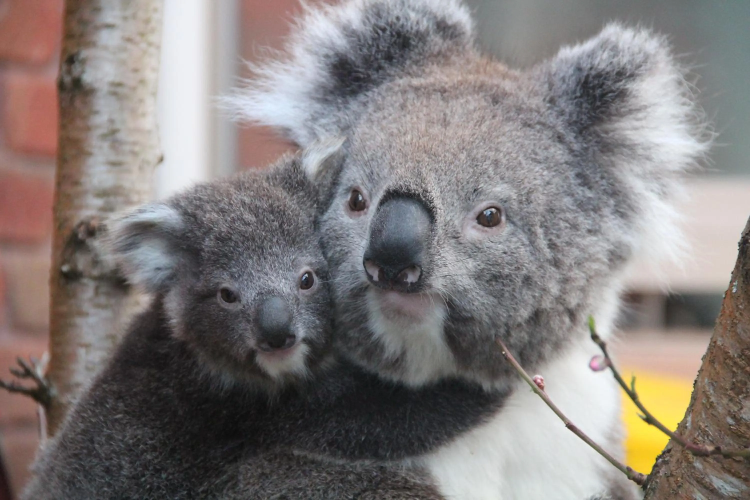 Balcony/Terrace in Angela's Beach Stays
