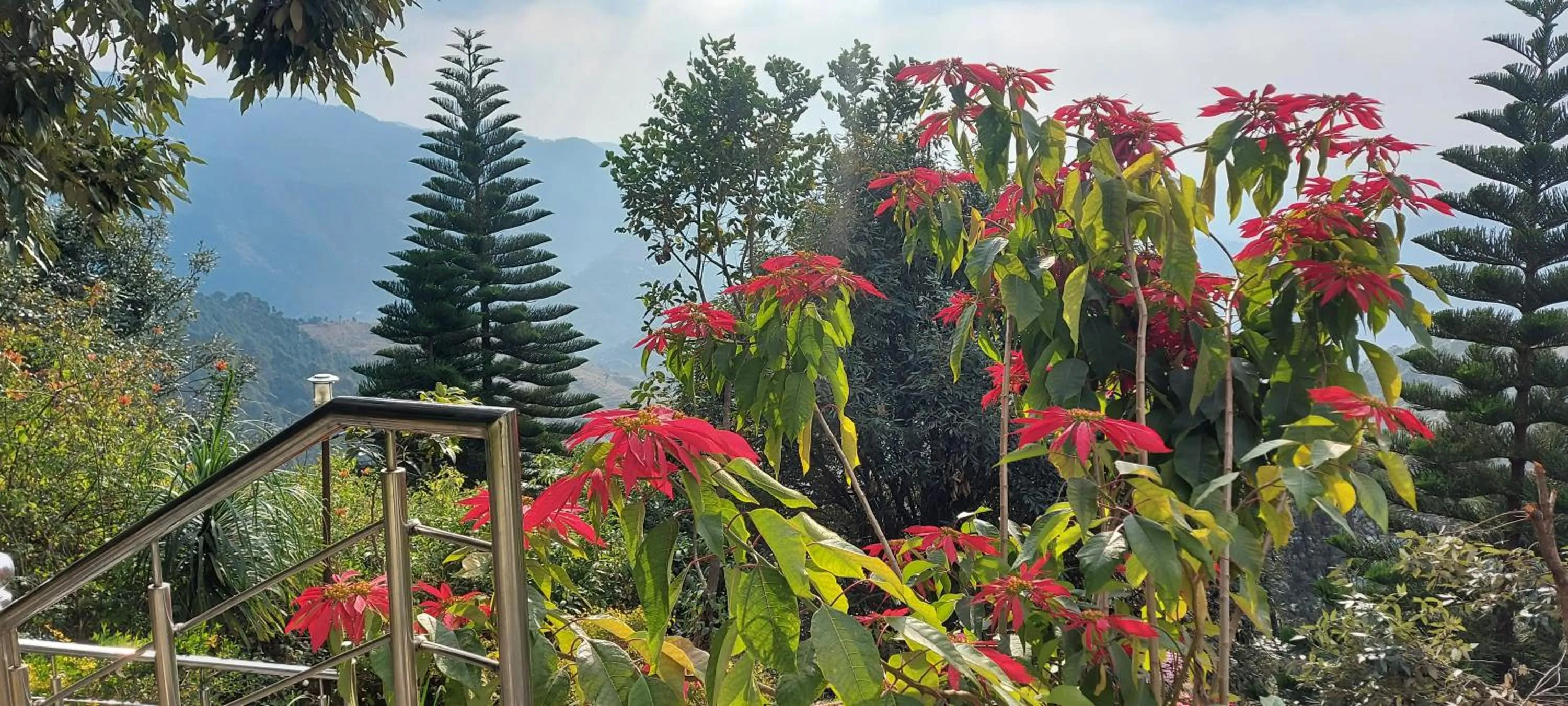 Garden in Blue Pine Resort