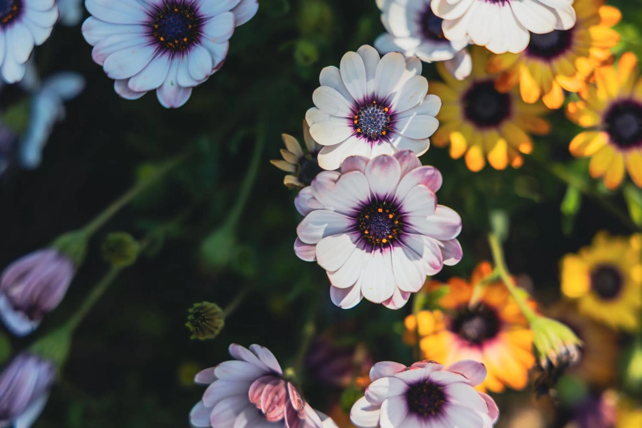 Garden in Residence O'Sole Mio Pompei