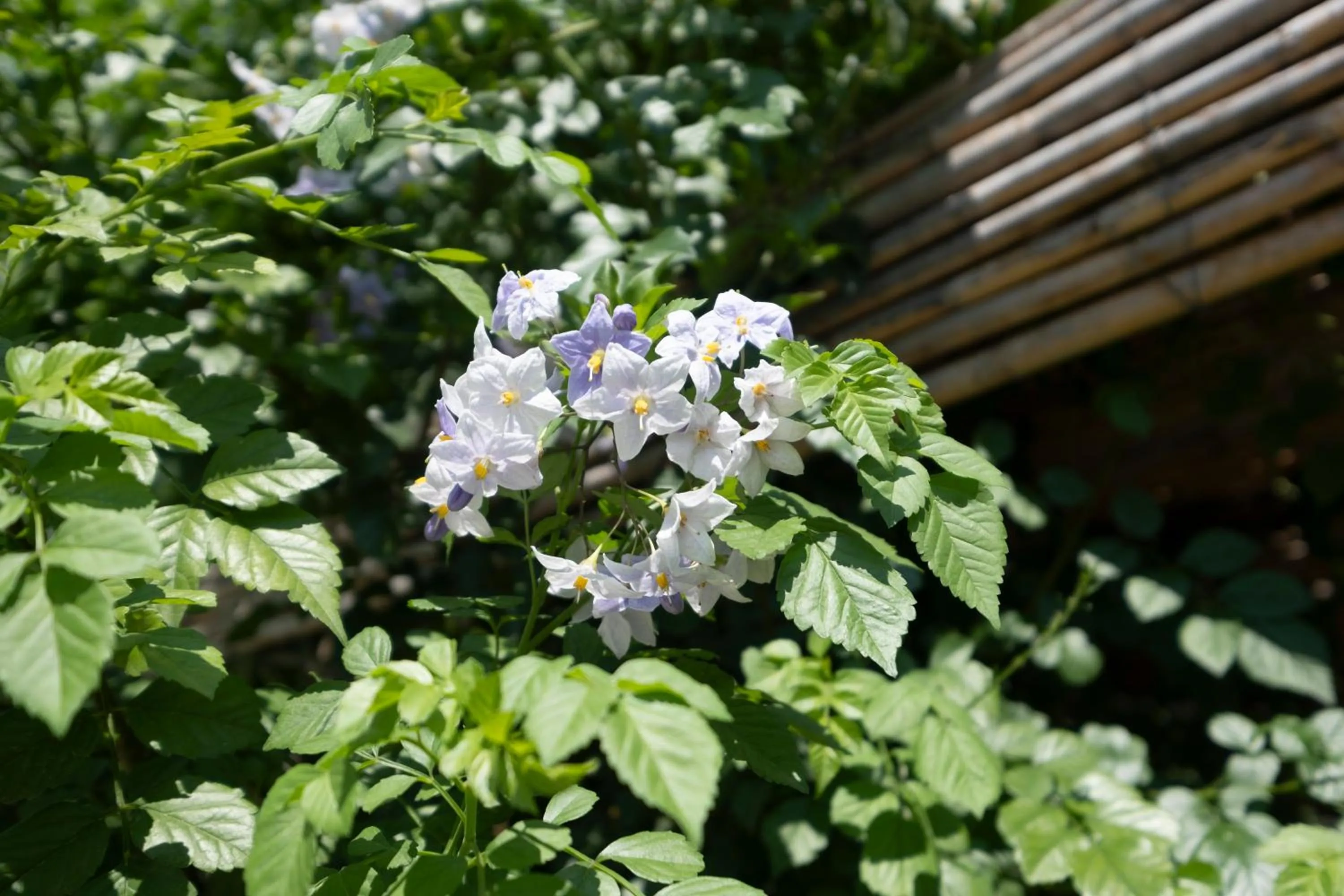 Garden in Residence O'Sole Mio Pompei