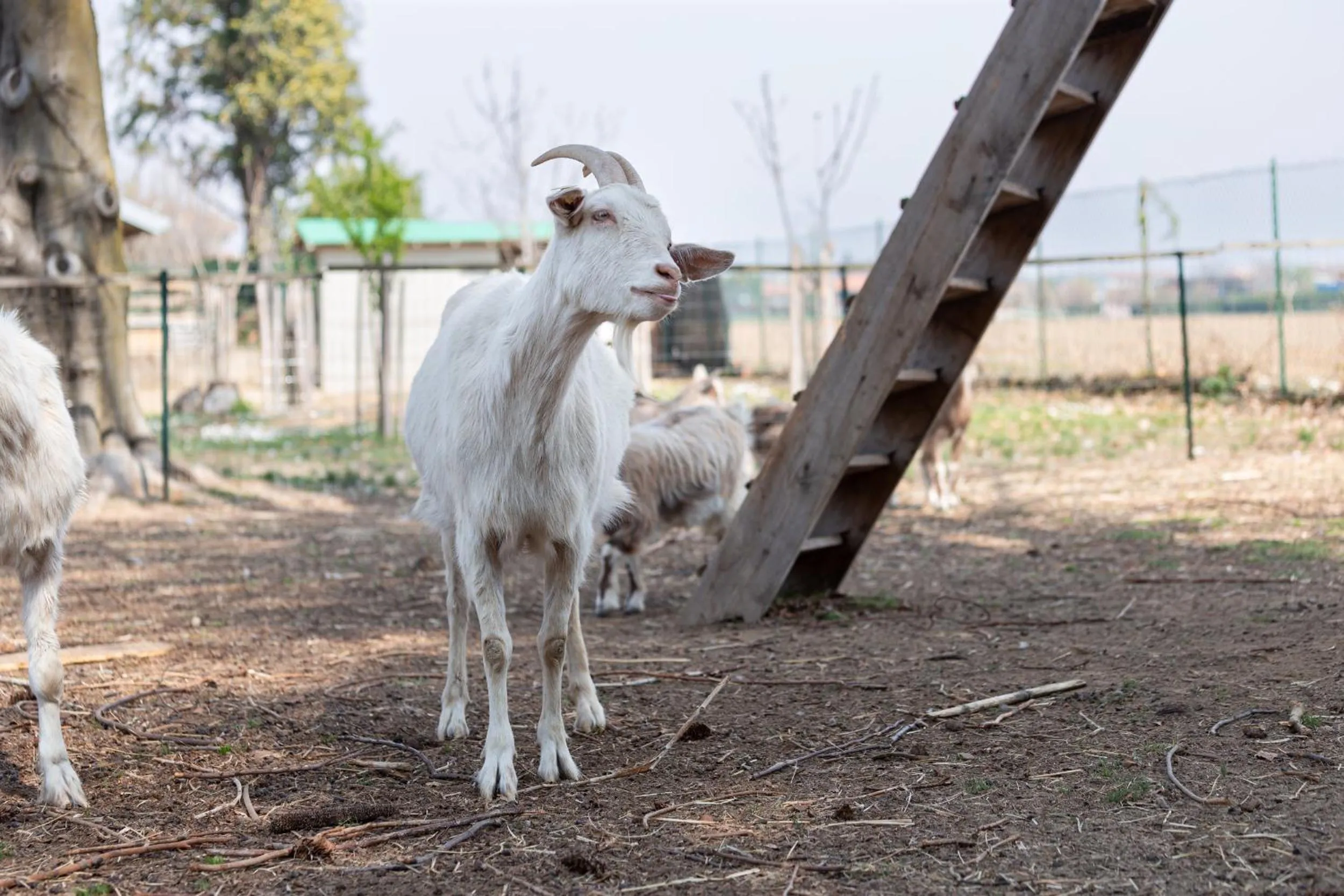 Cascina cattabreghetta