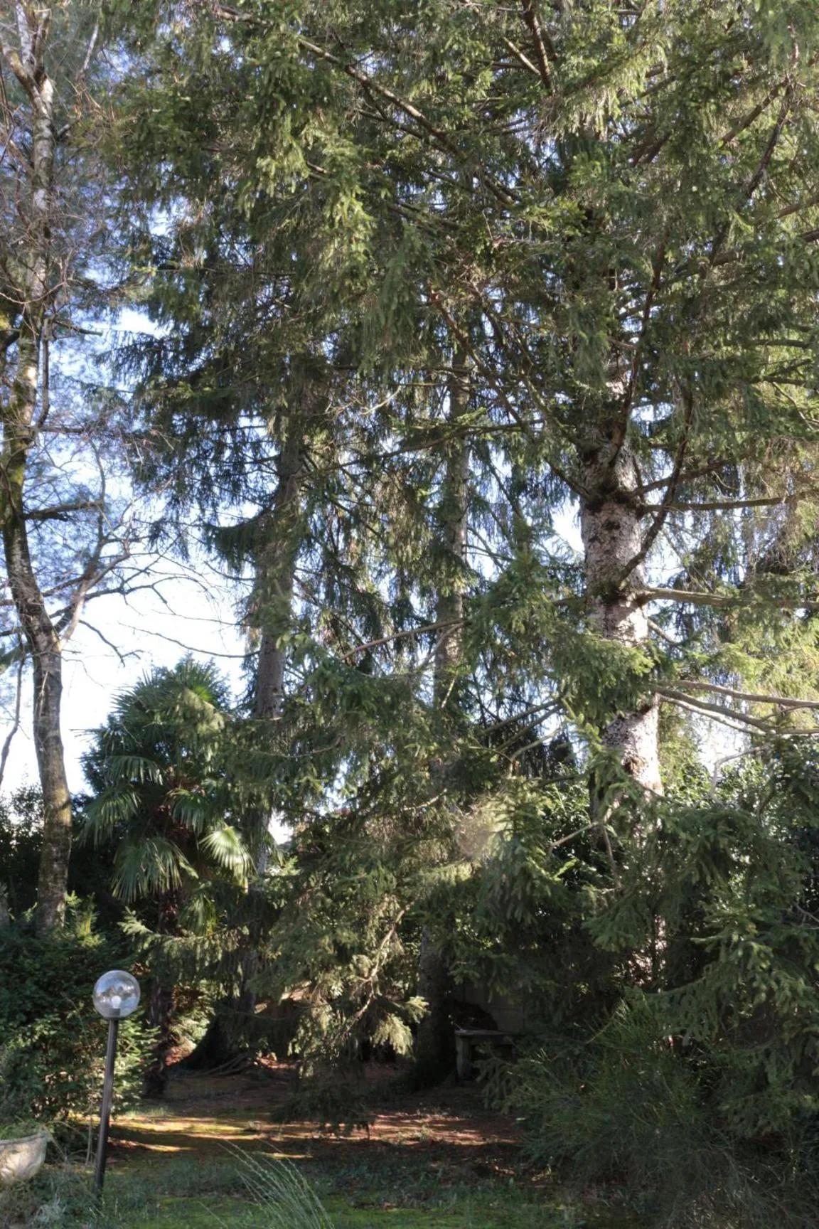 Garden in Paradeisos Residence Sas