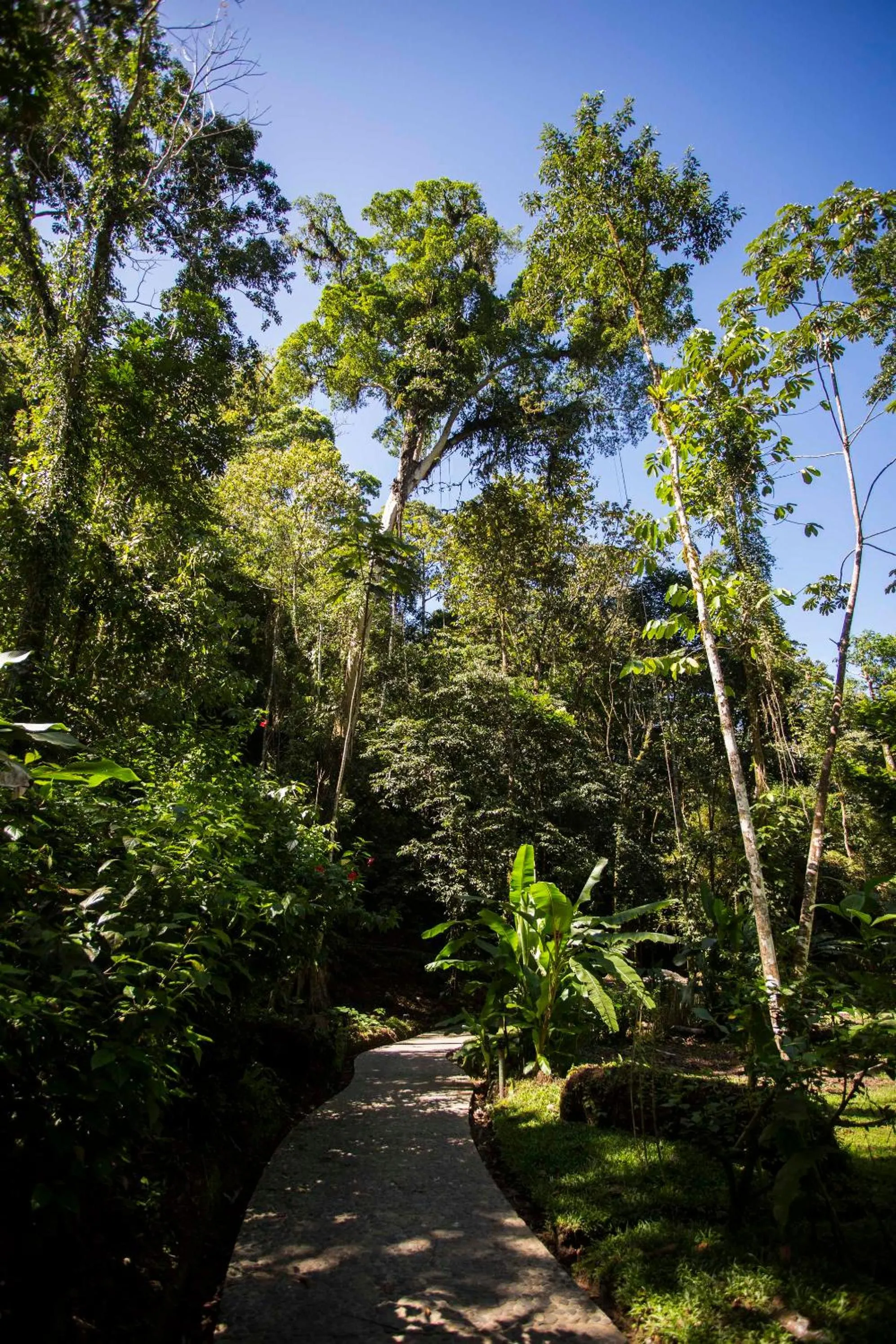 Garden in Pacuare Lodge by Böëna