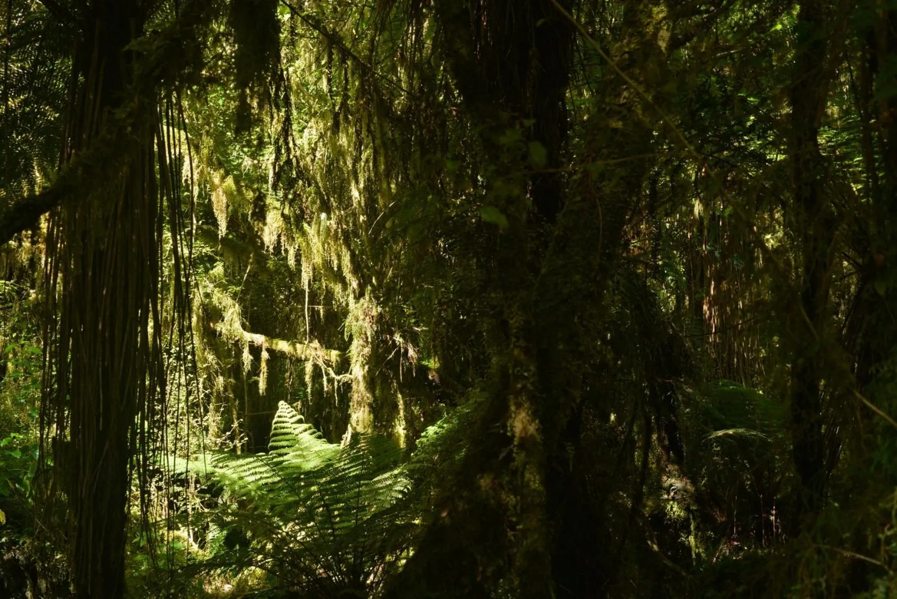 Natural landscape in Wilderness Motel Accommodation