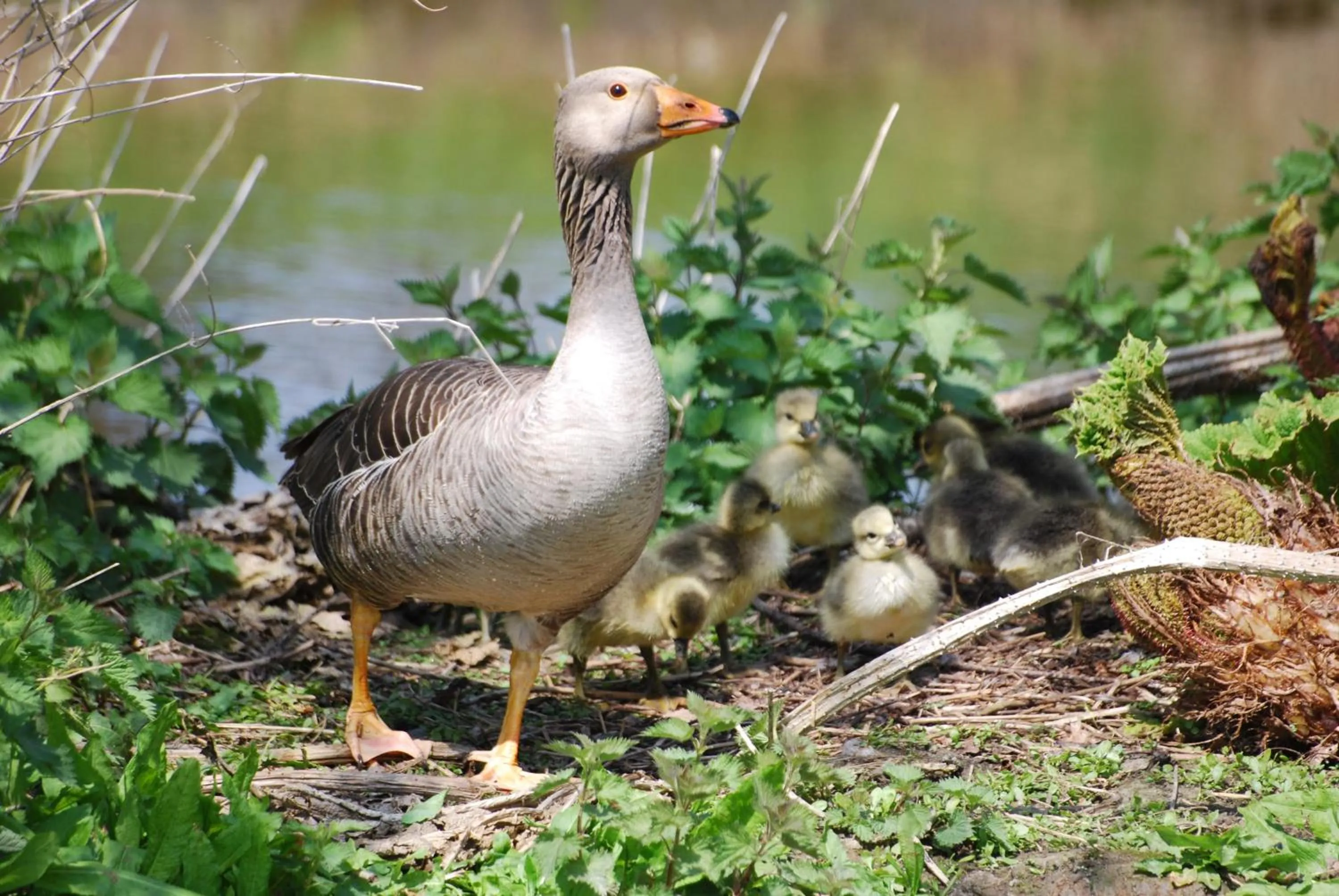 Spring in Lifehouse Spa And Hotel