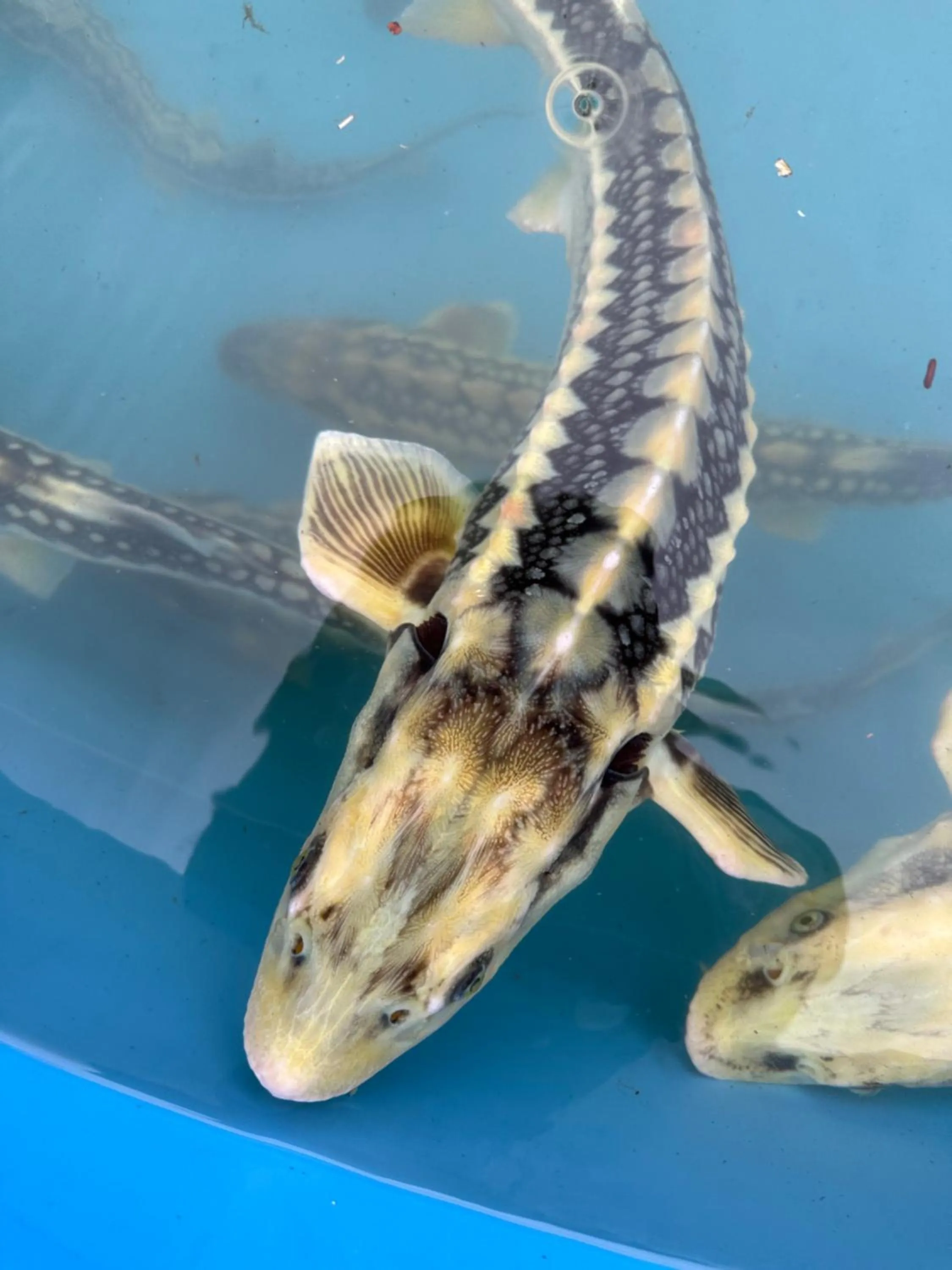 Fishing in Resort Plaza Lake