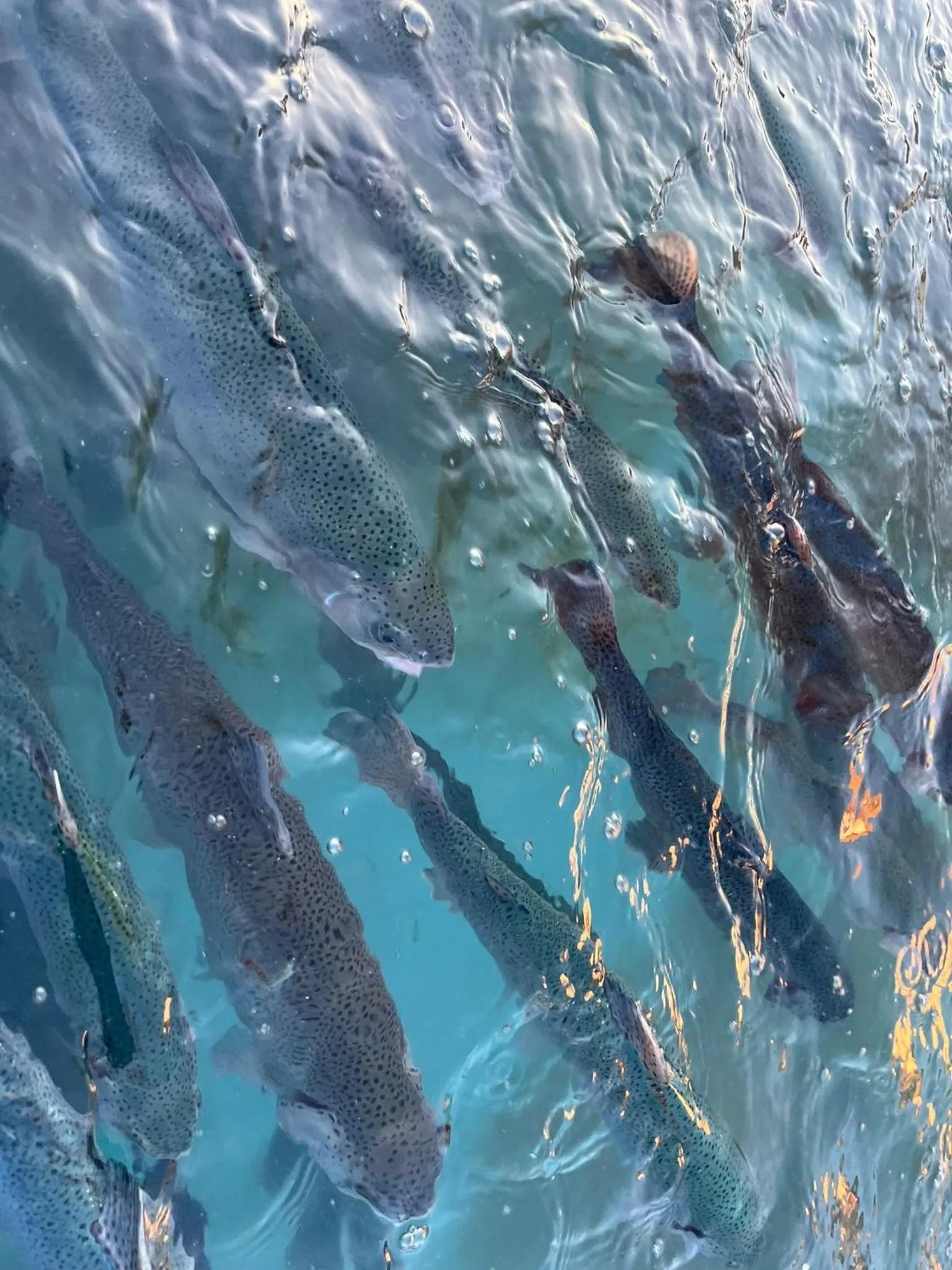 Natural landscape in Resort Plaza Lake