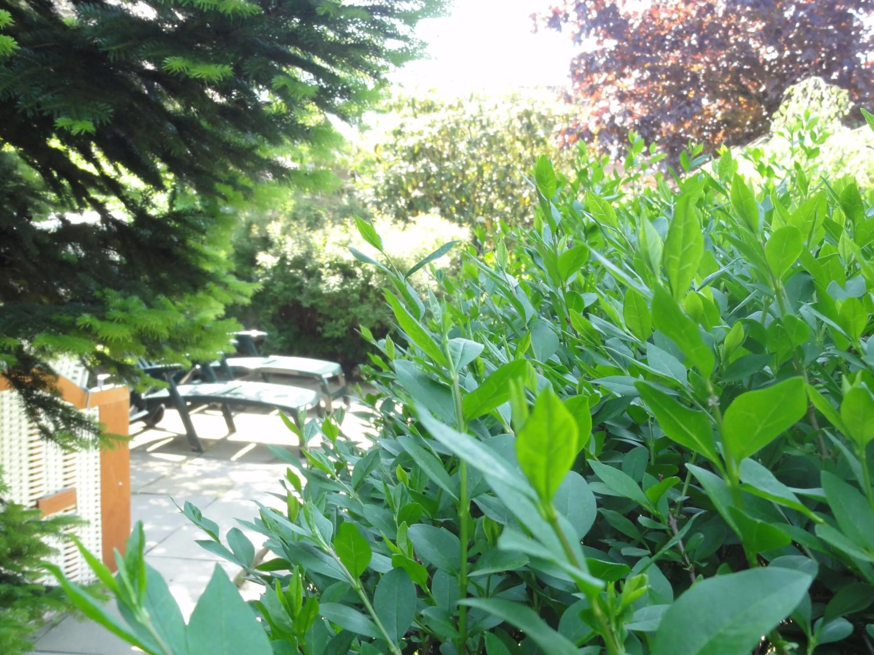 Garden in Inselhotel Arfsten