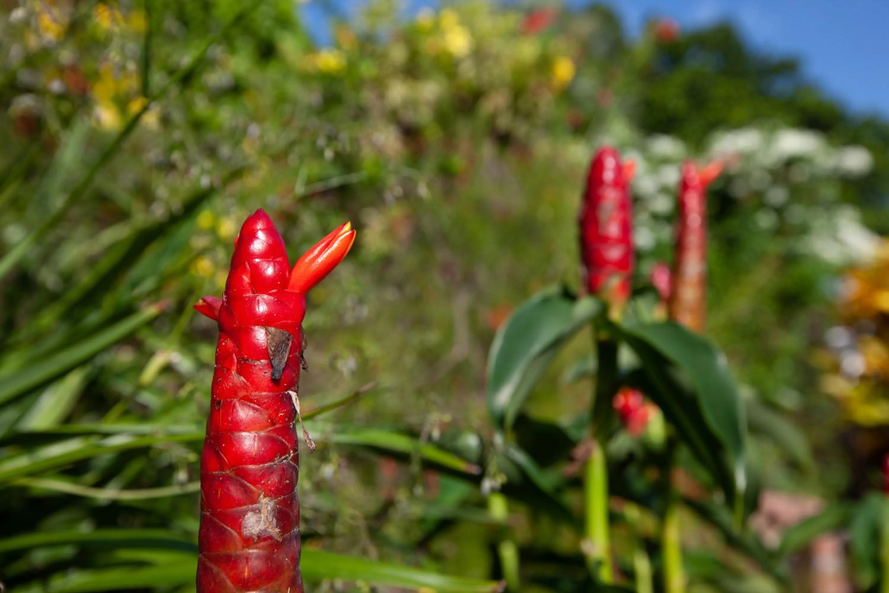 Day in Colibri Hotel