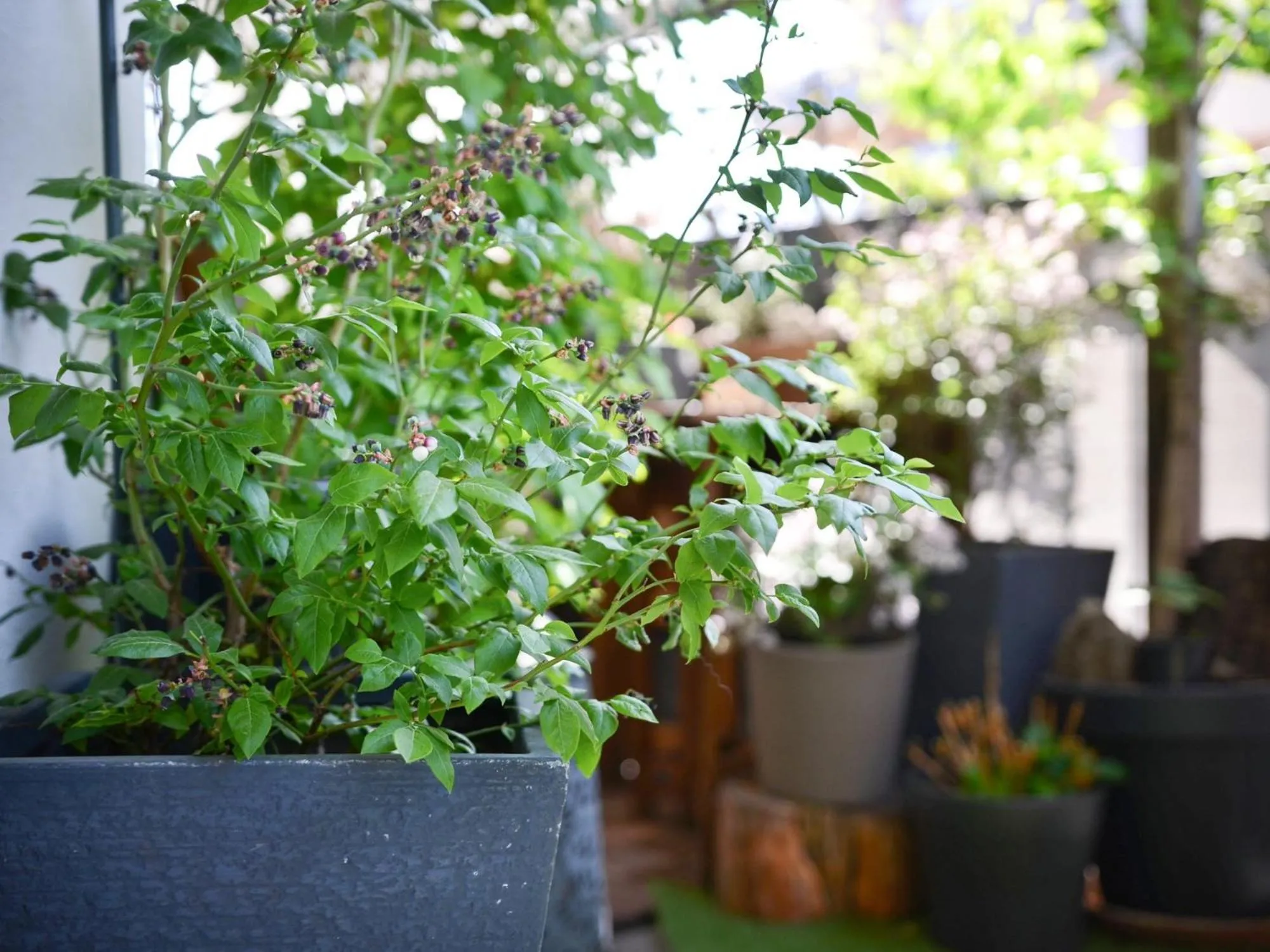 Balcony/Terrace in Plitvice Falls Cottage - Luxury rooms & Dinner