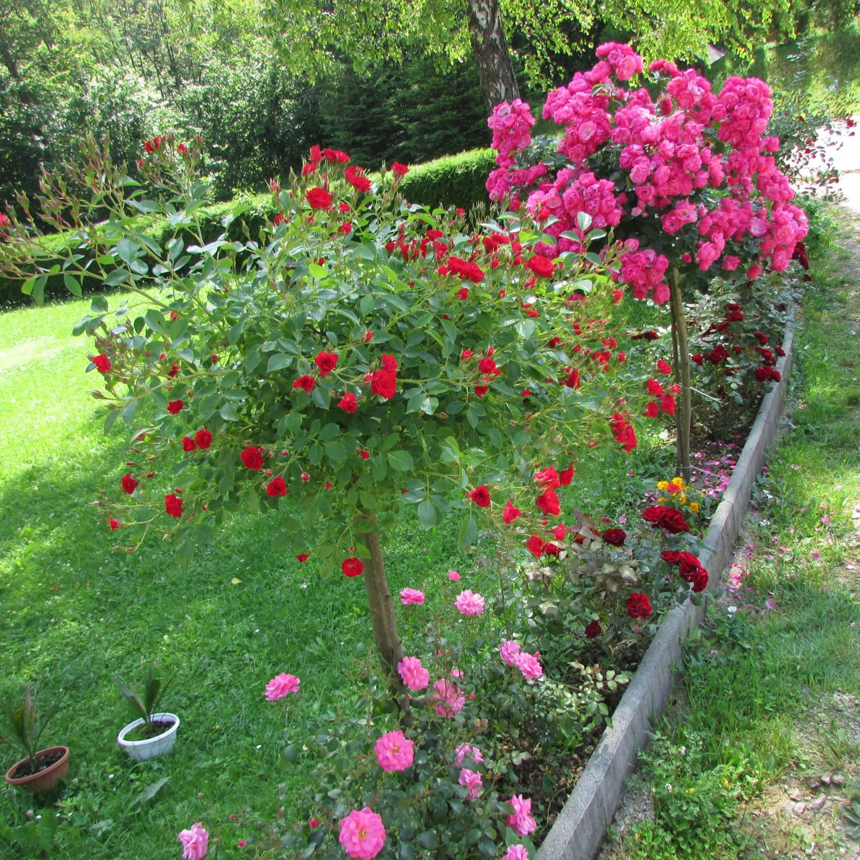 Garden in Pansion Breza