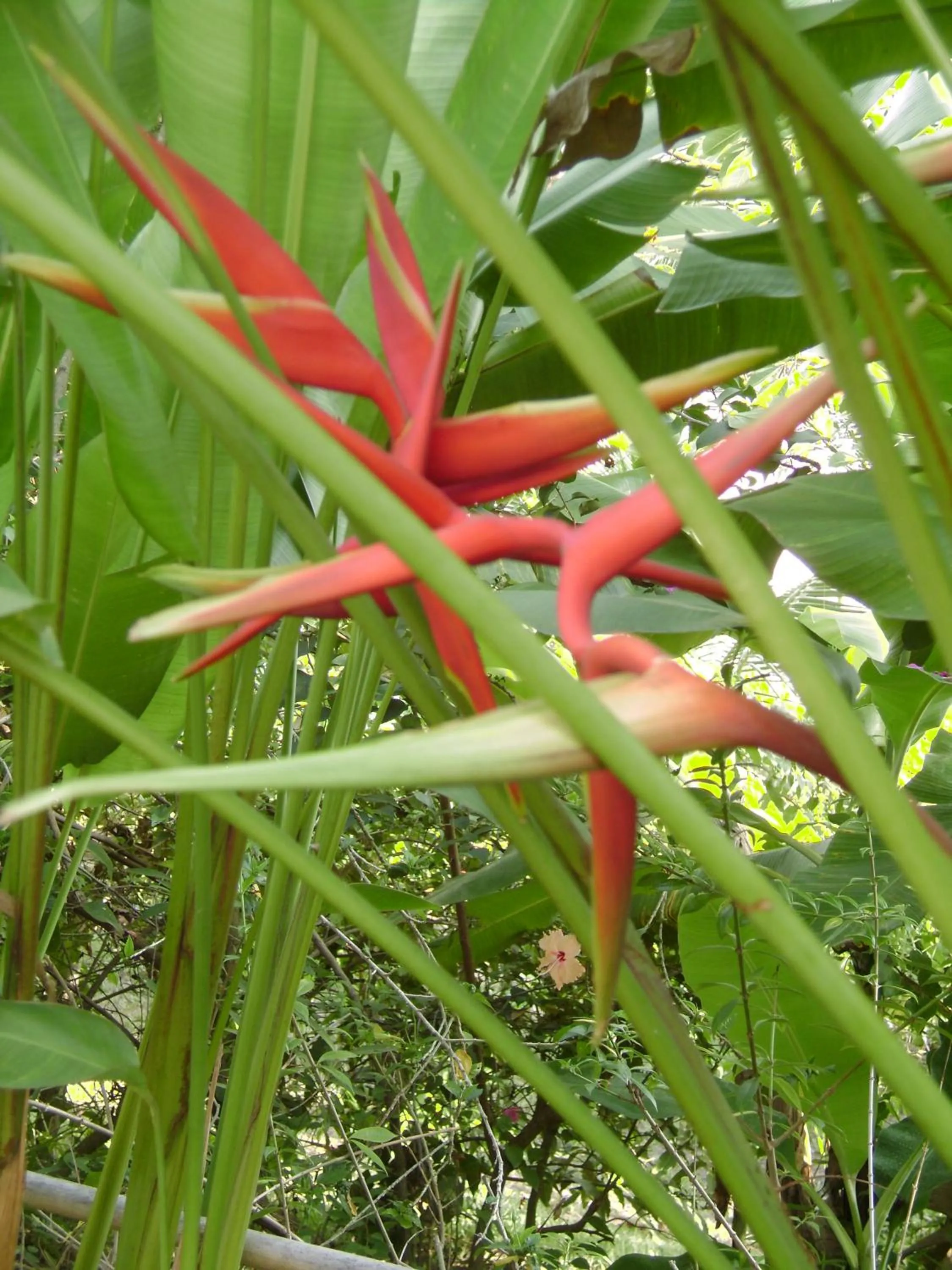 Chez Charly Bungalow