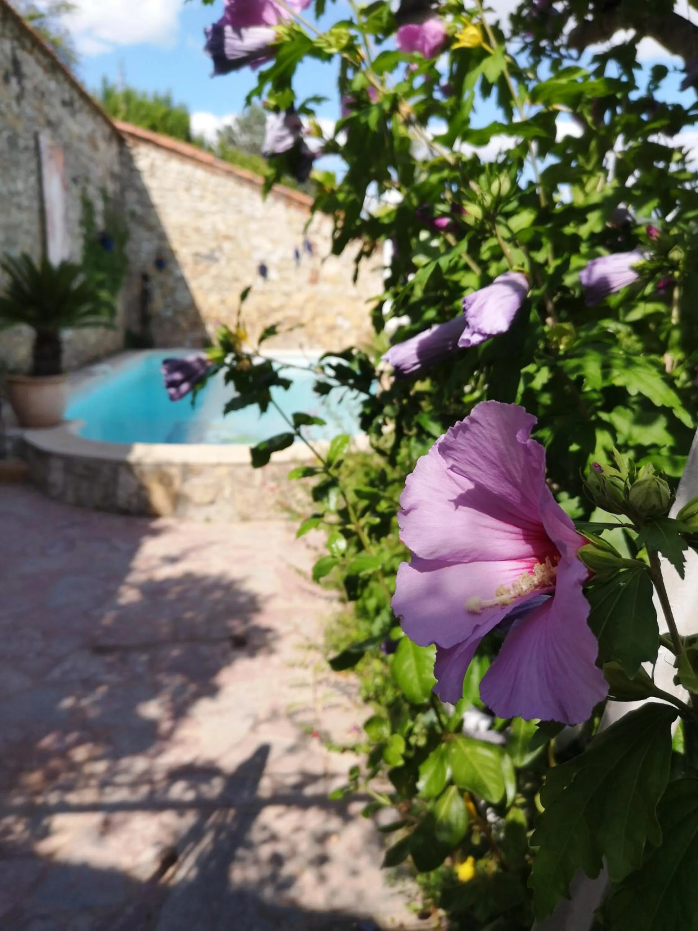 Pool view in La Roseraie