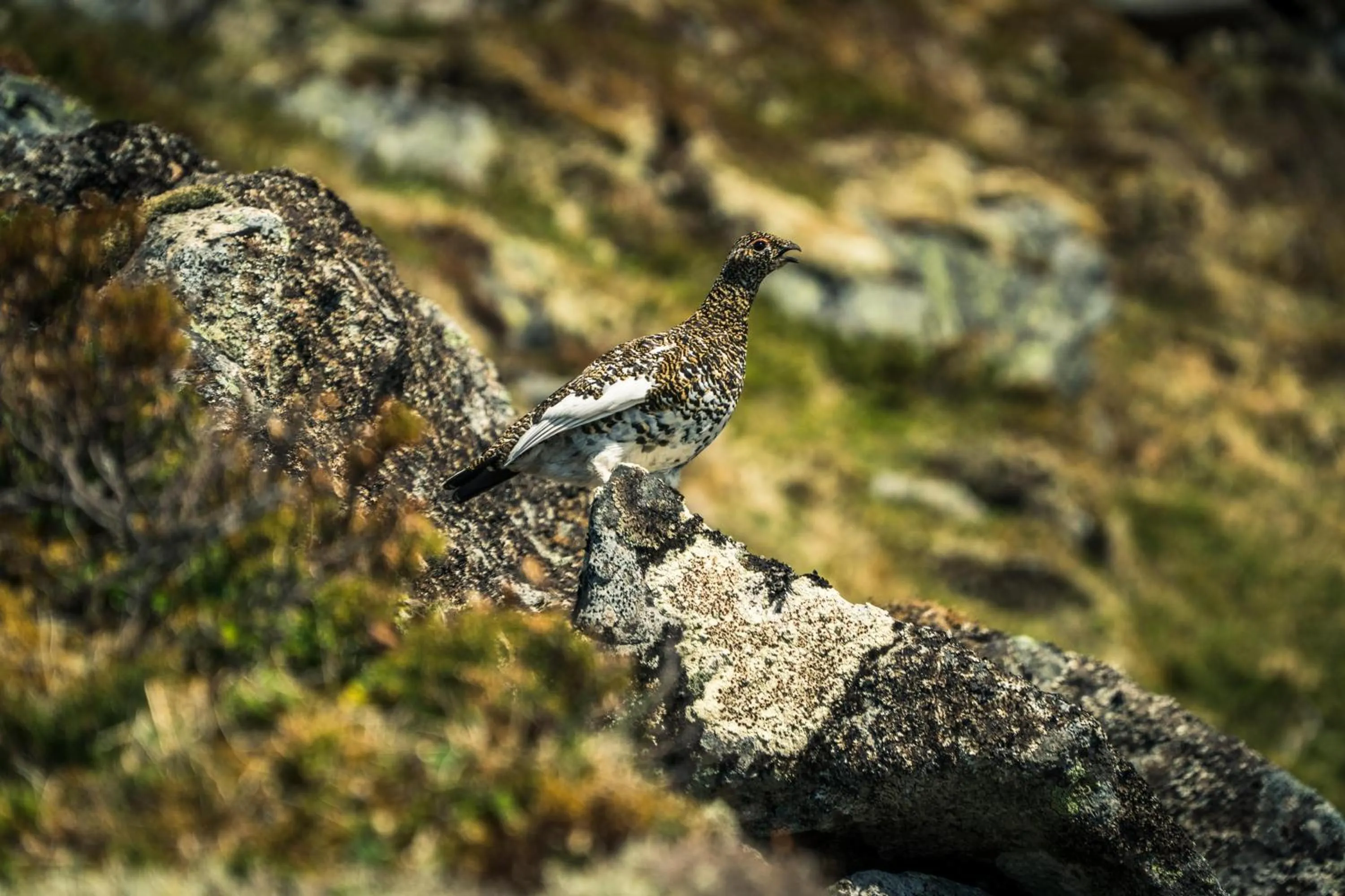 Animals in Live Lofoten Hotel