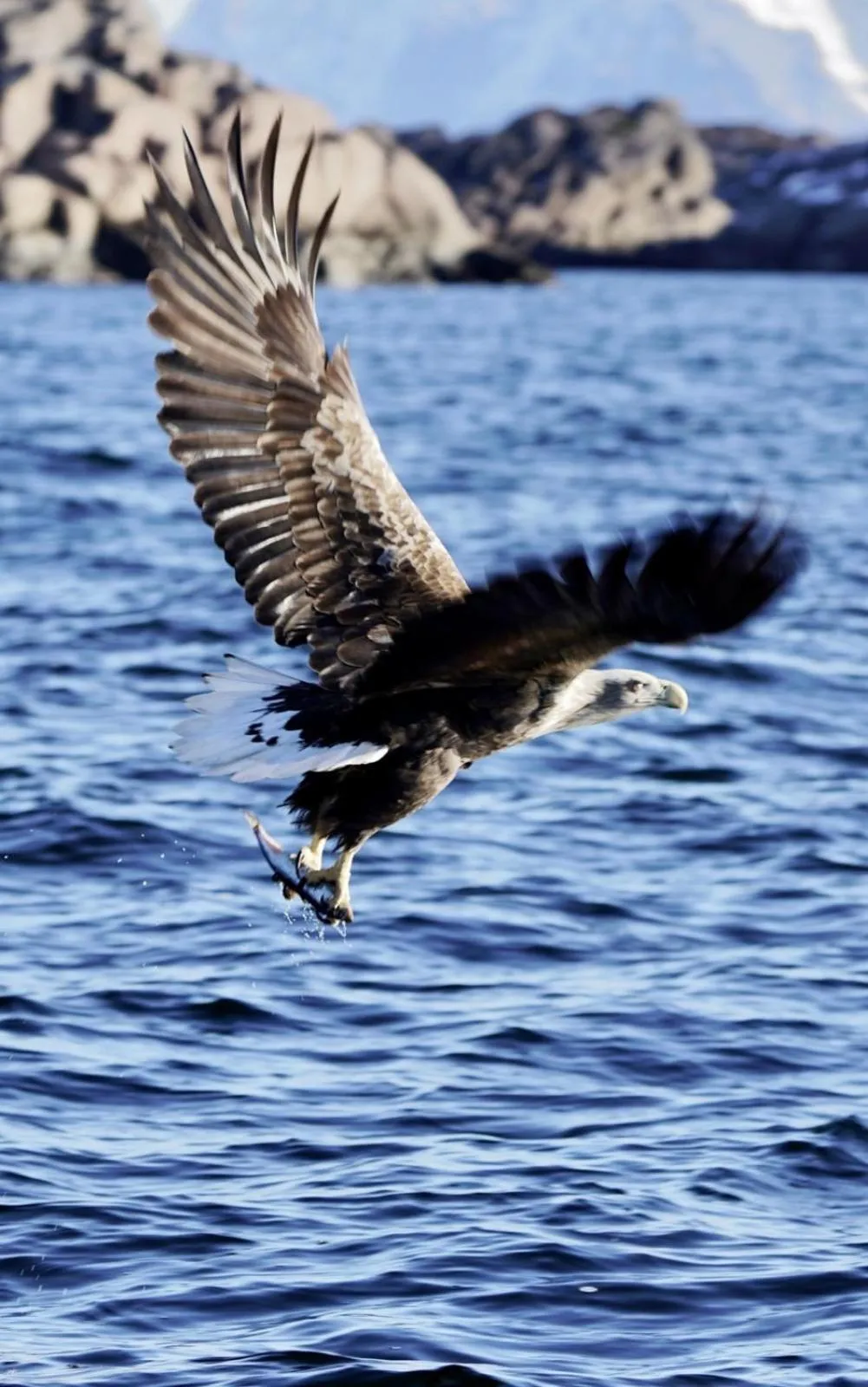 Animals in Live Lofoten Hotel