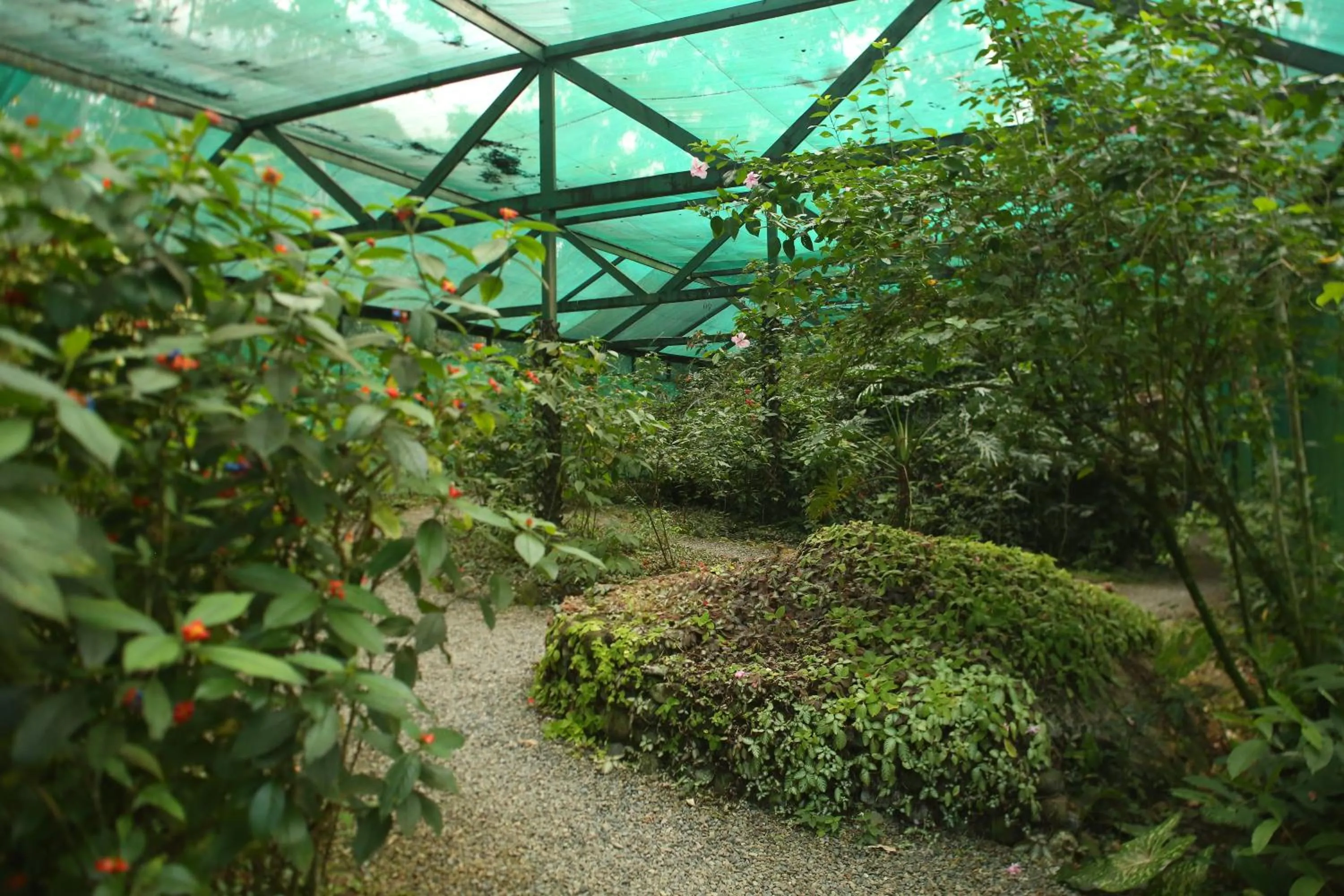 Garden in The Lodge at Pico Bonito