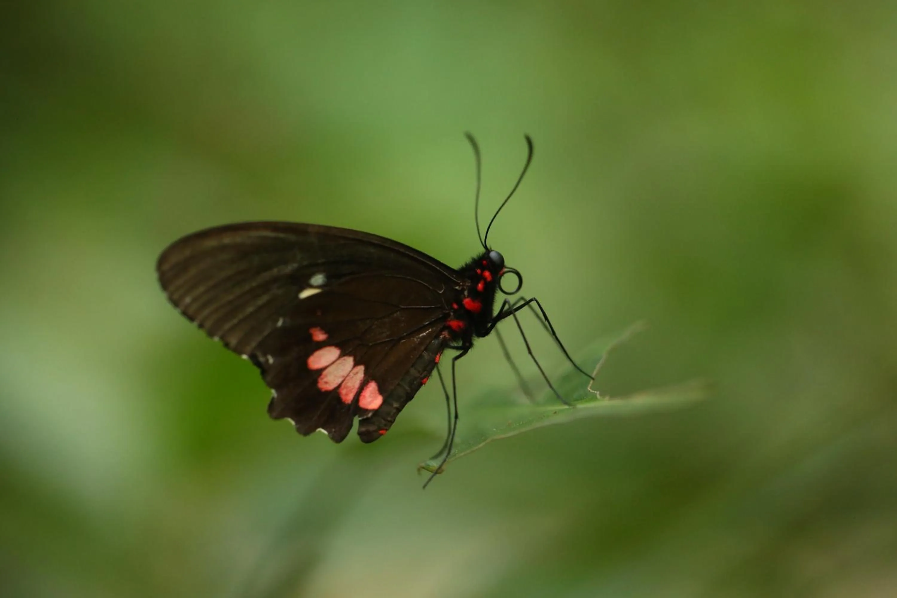 Animals in The Lodge at Pico Bonito