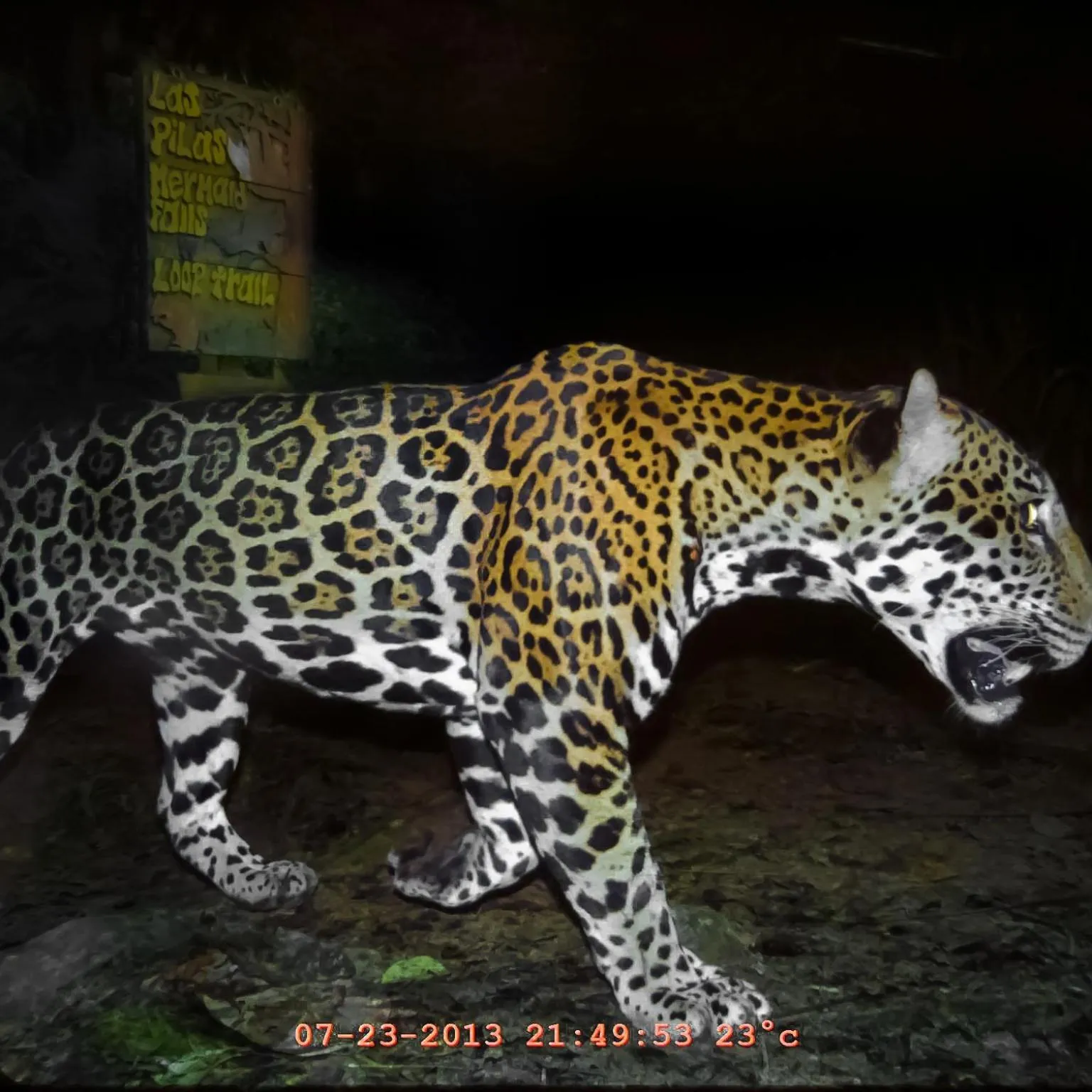 Animals in The Lodge at Pico Bonito