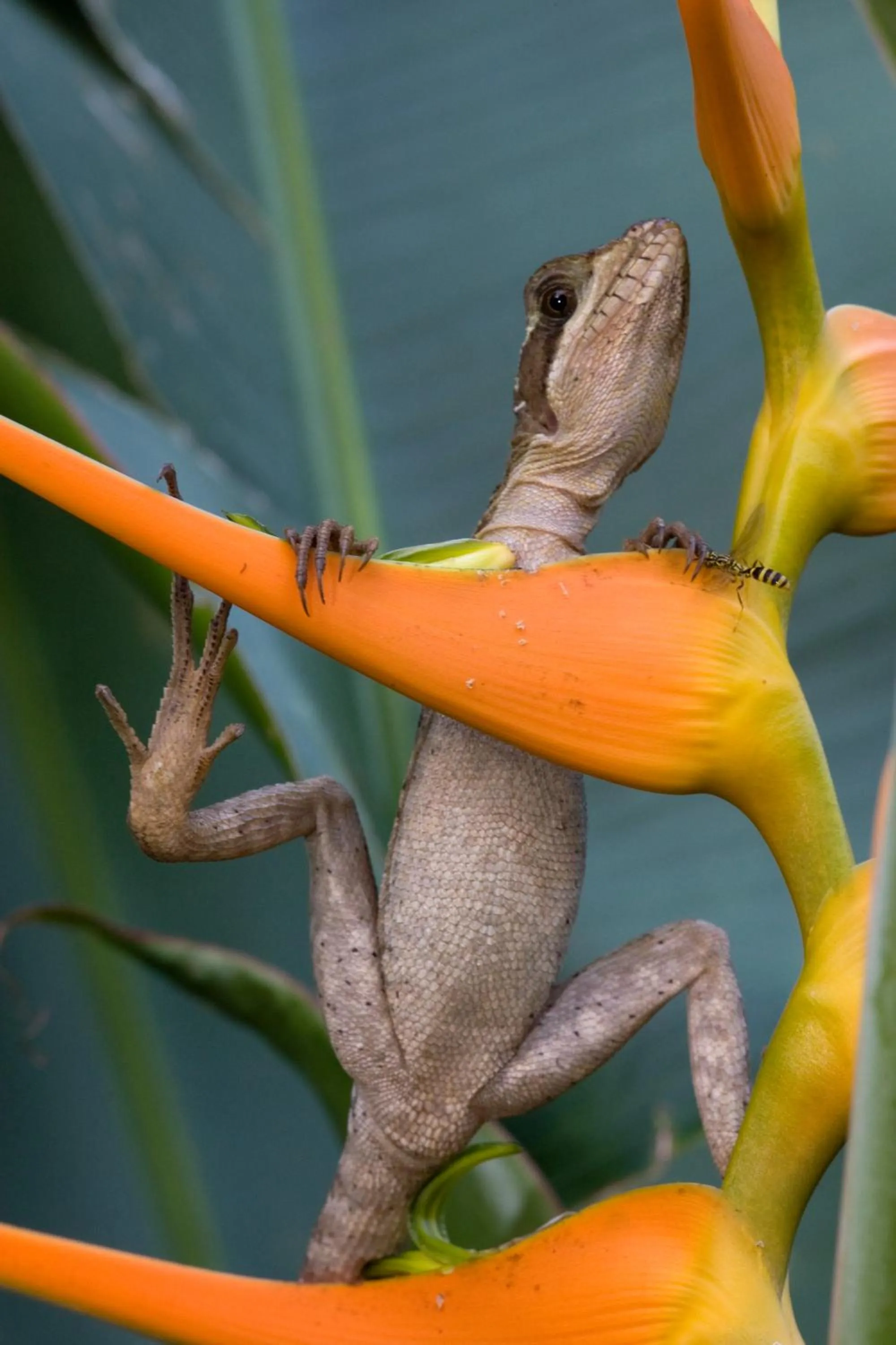 Animals in The Lodge at Pico Bonito