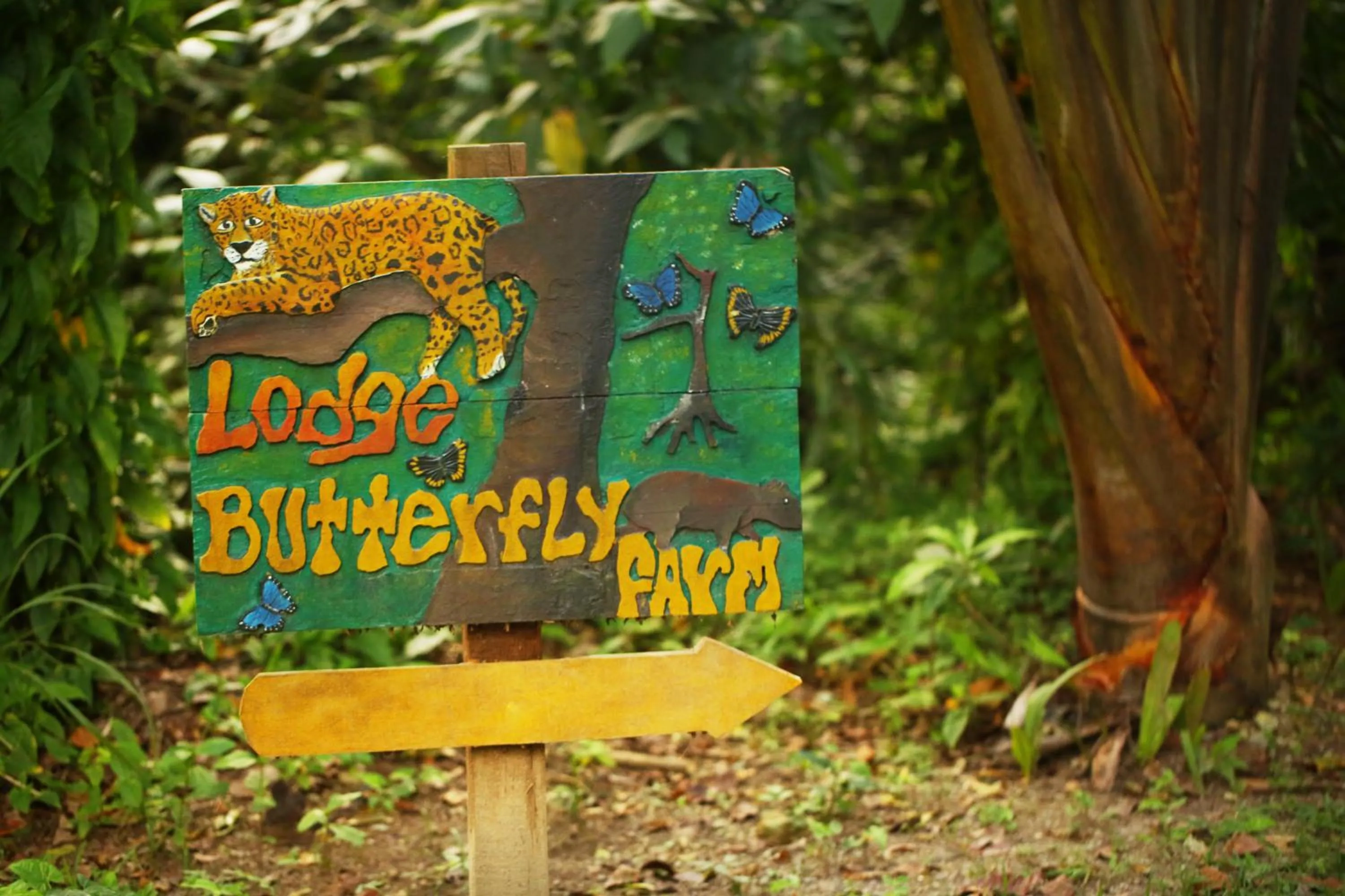 Garden in The Lodge at Pico Bonito