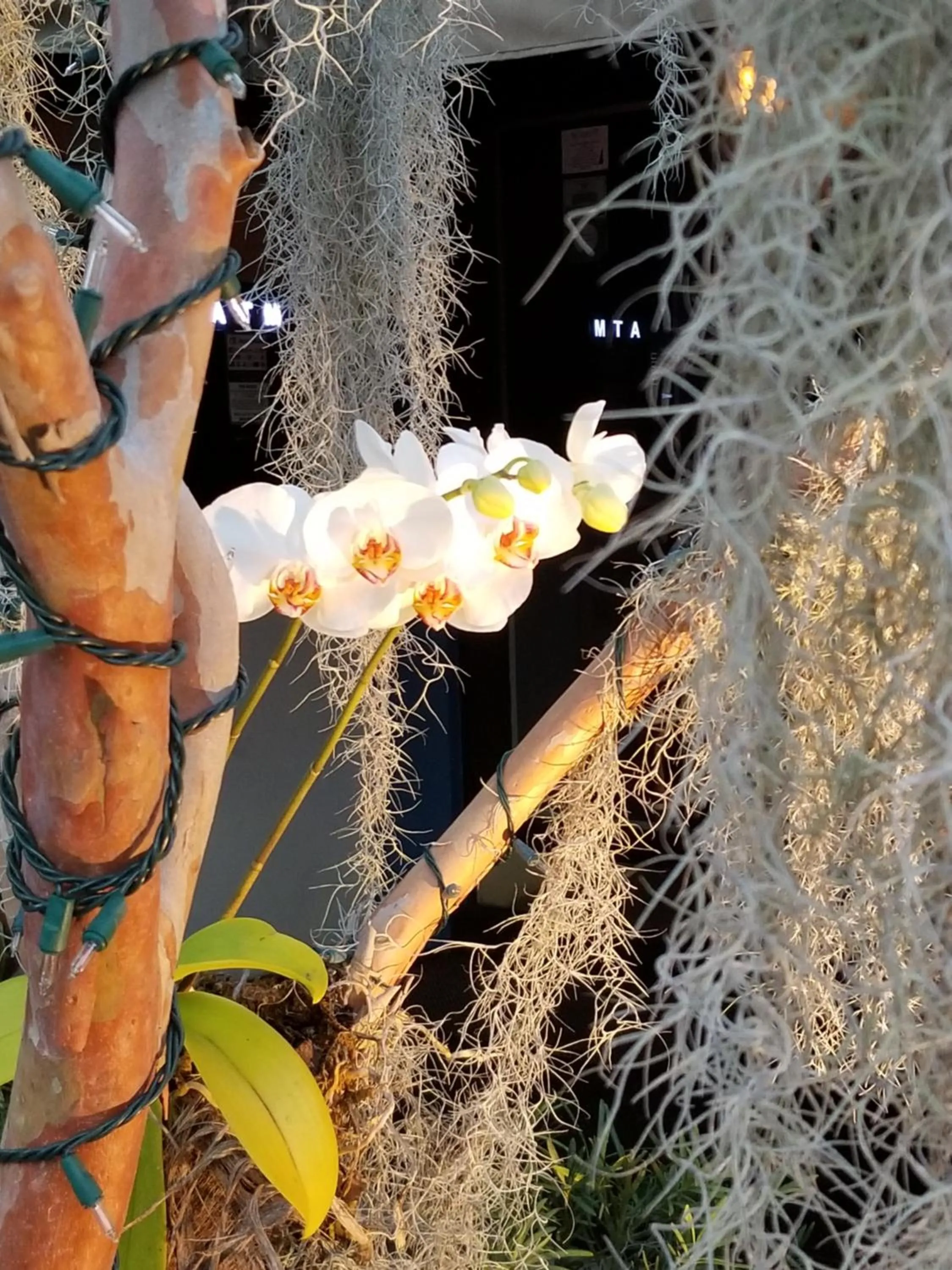 Garden in The Cabanas Guesthouse & Spa - Gay Resort catering to Gay Men