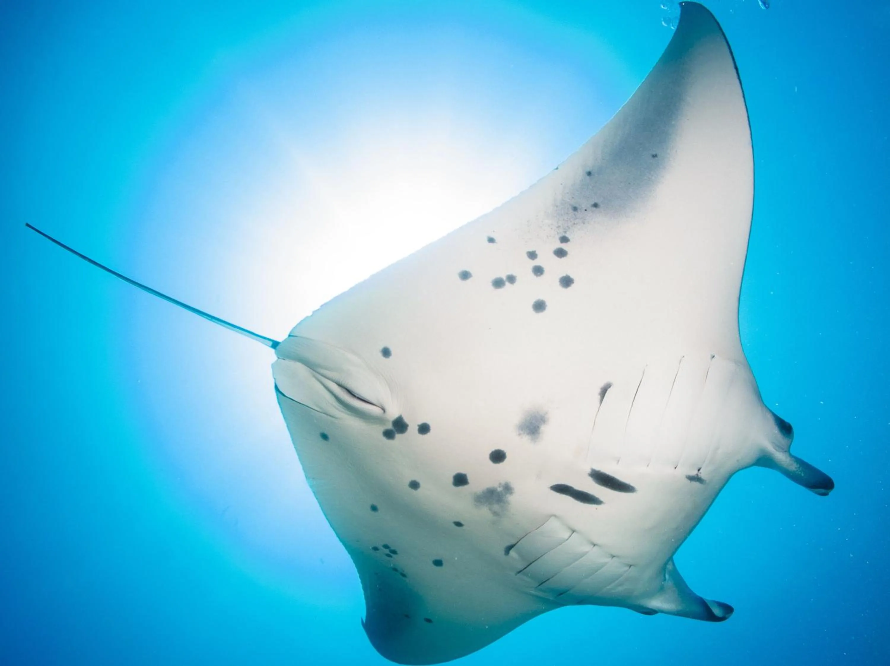 Animals in Dhiguveli Maldives