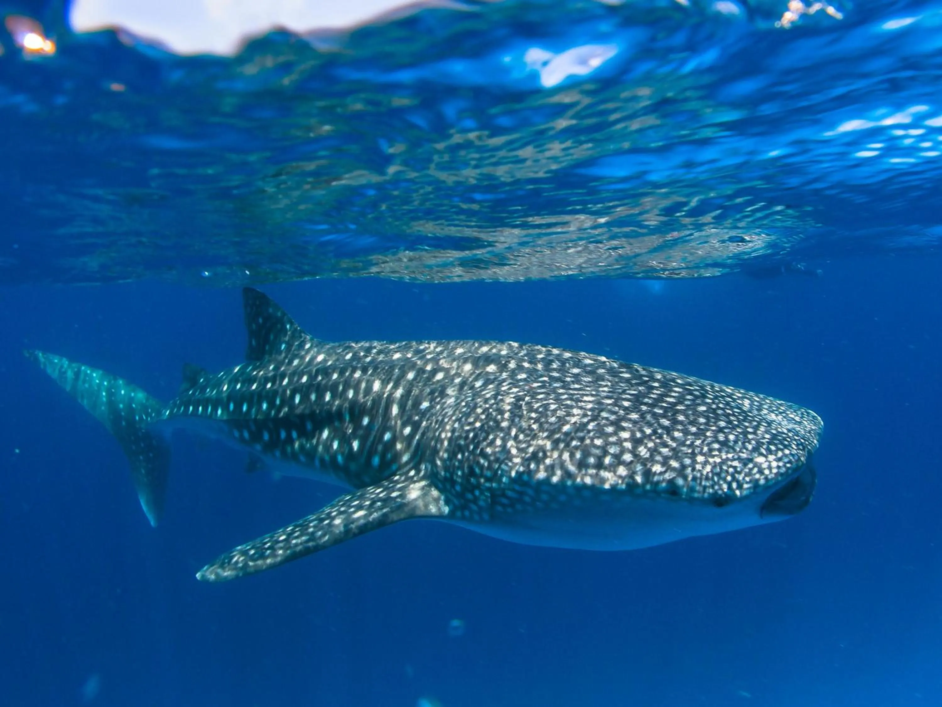 Snorkeling in Dhiguveli Maldives