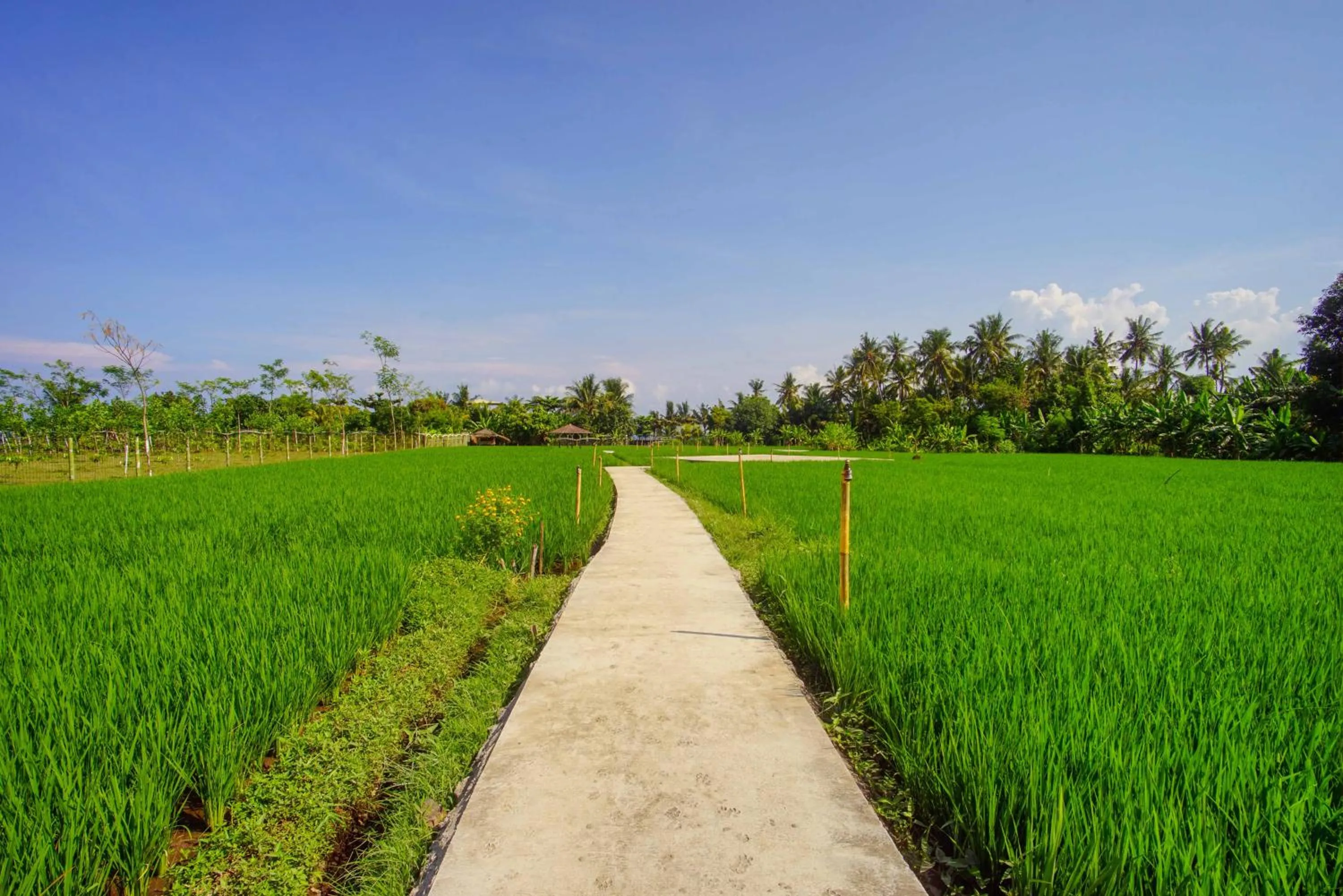 Natural landscape in Brits Resort Lovina