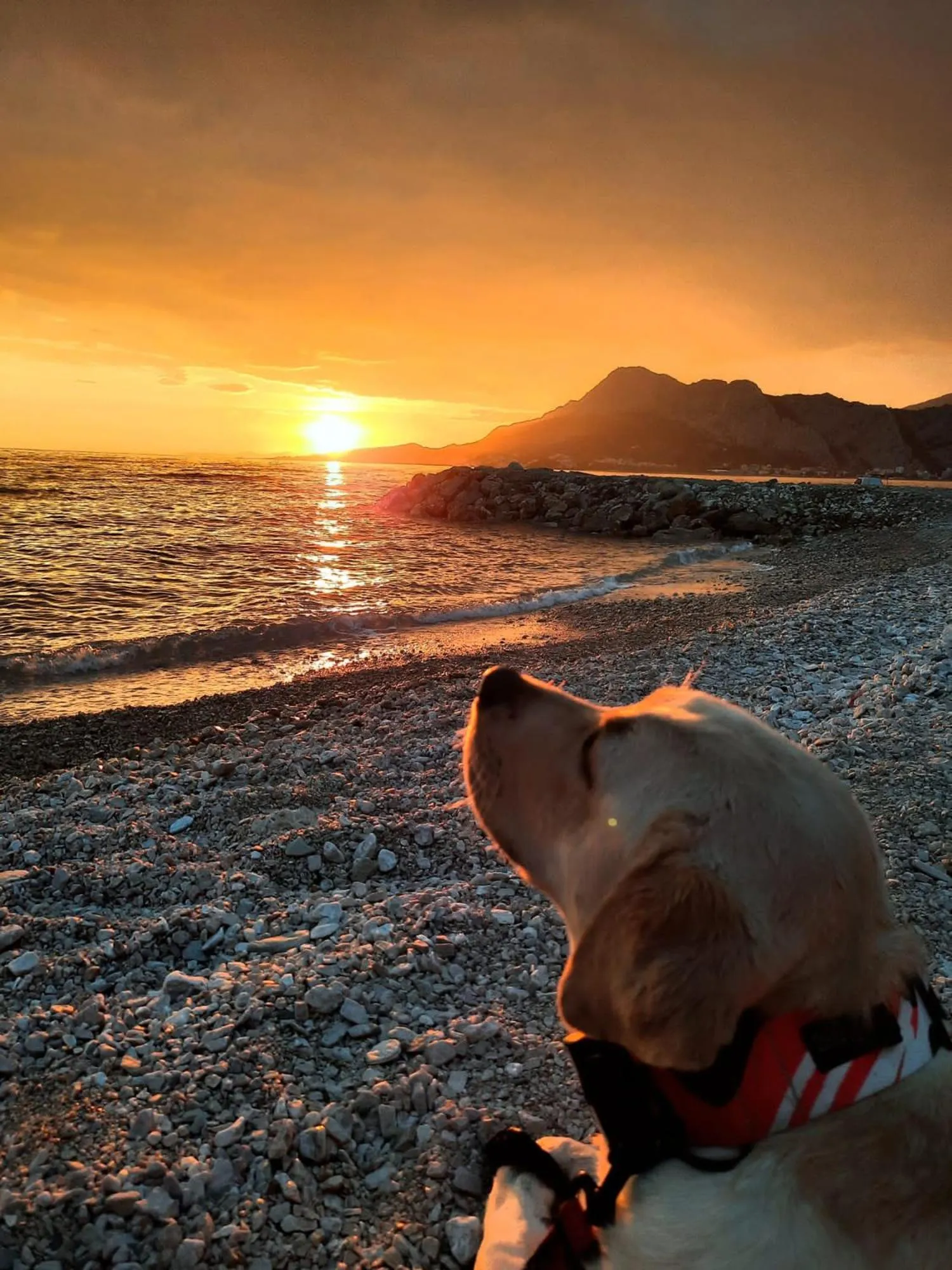 Pets in Hotel Villa MiraMar