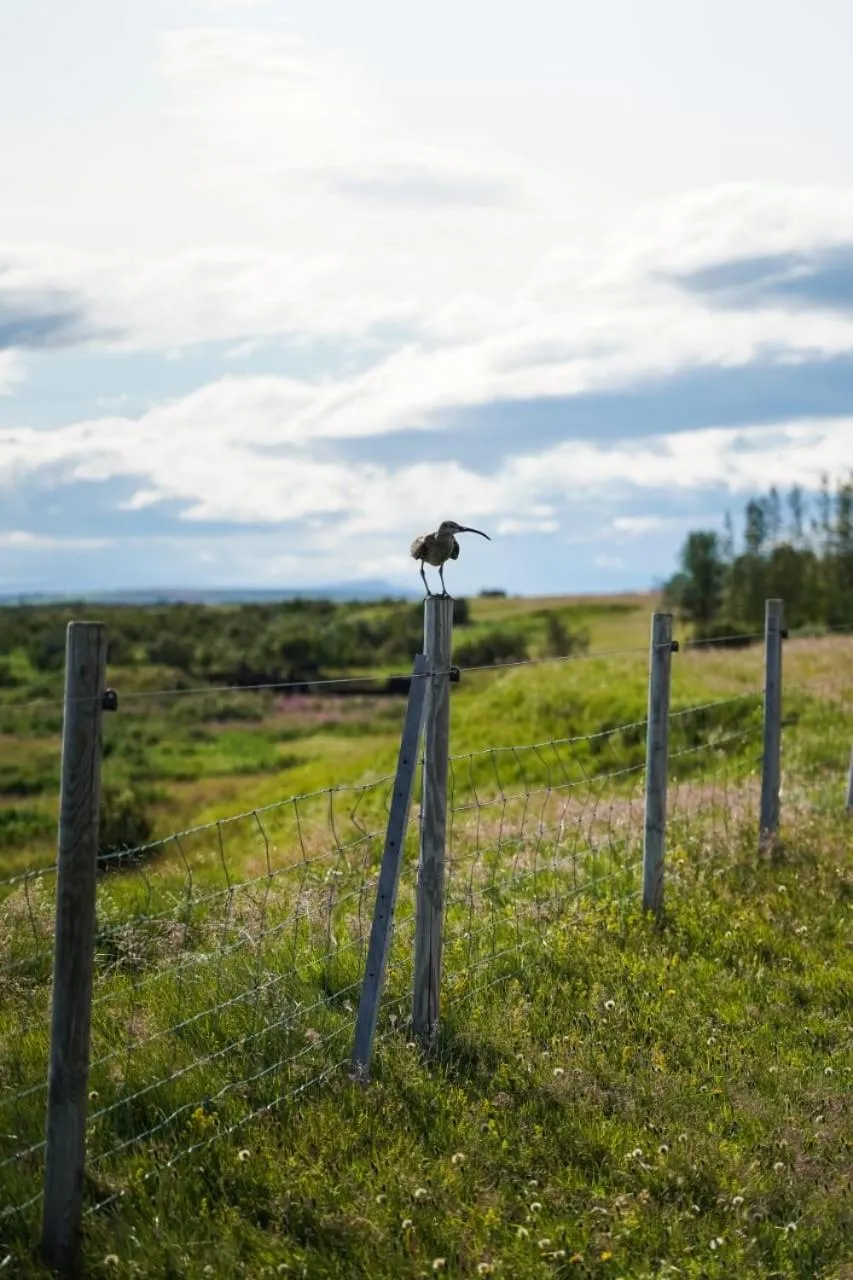 Natural landscape in Hotel Leirubakki