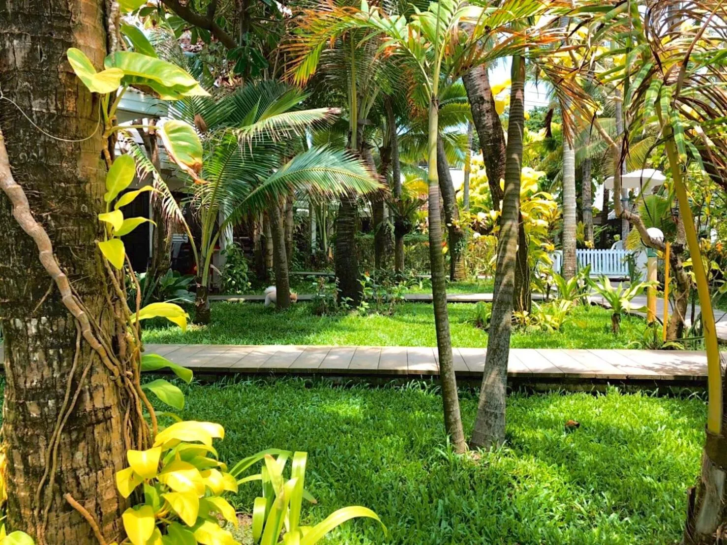 Garden in Sans Souci Samui