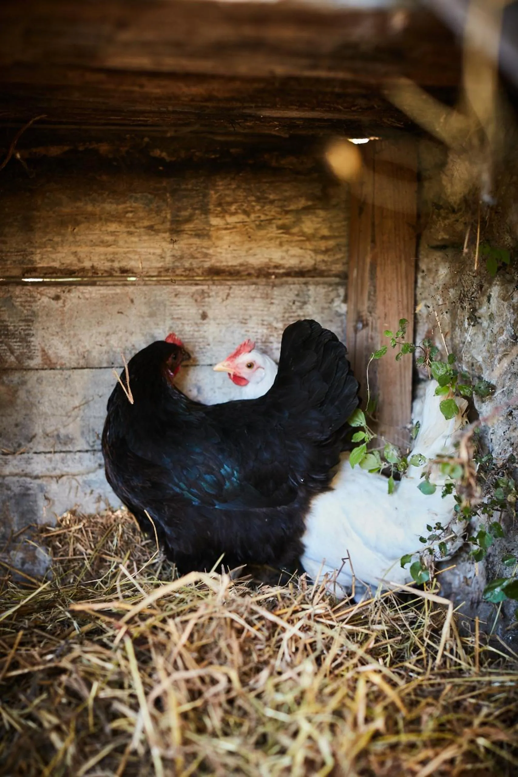 Fontclaire en Provence