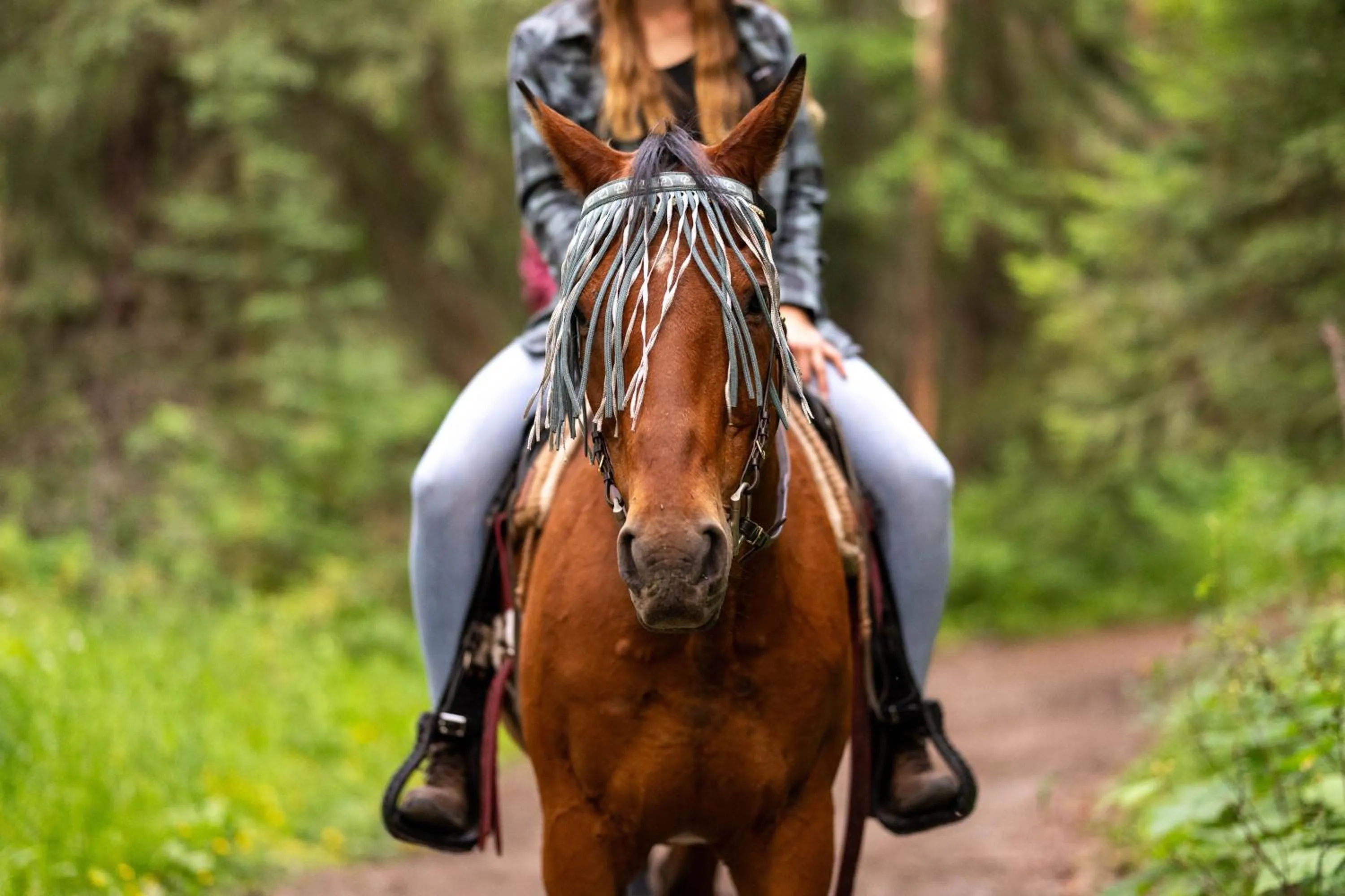 Horse-riding in Beaver Guest Ranch