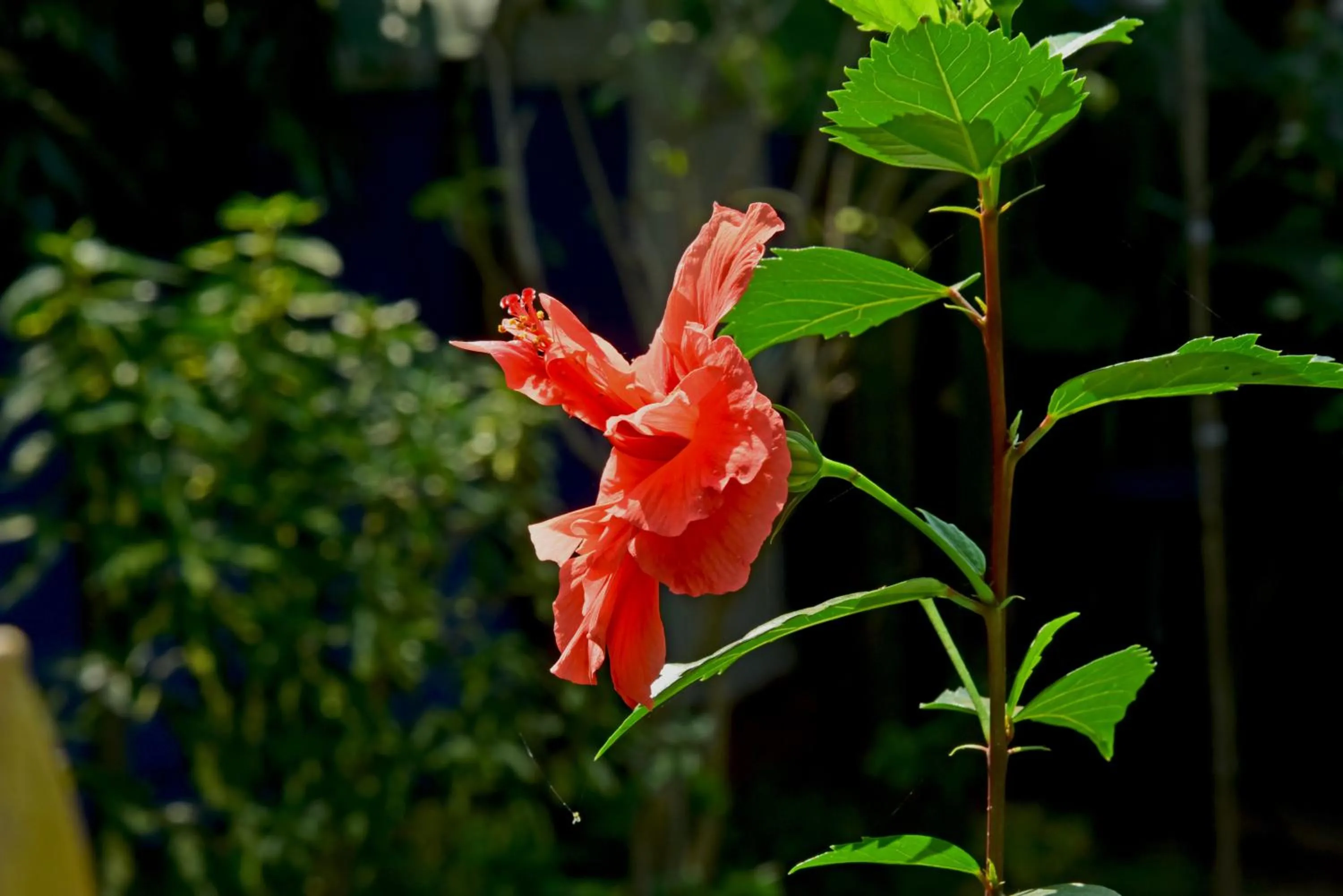 Garden in Mayflower Beach Resort