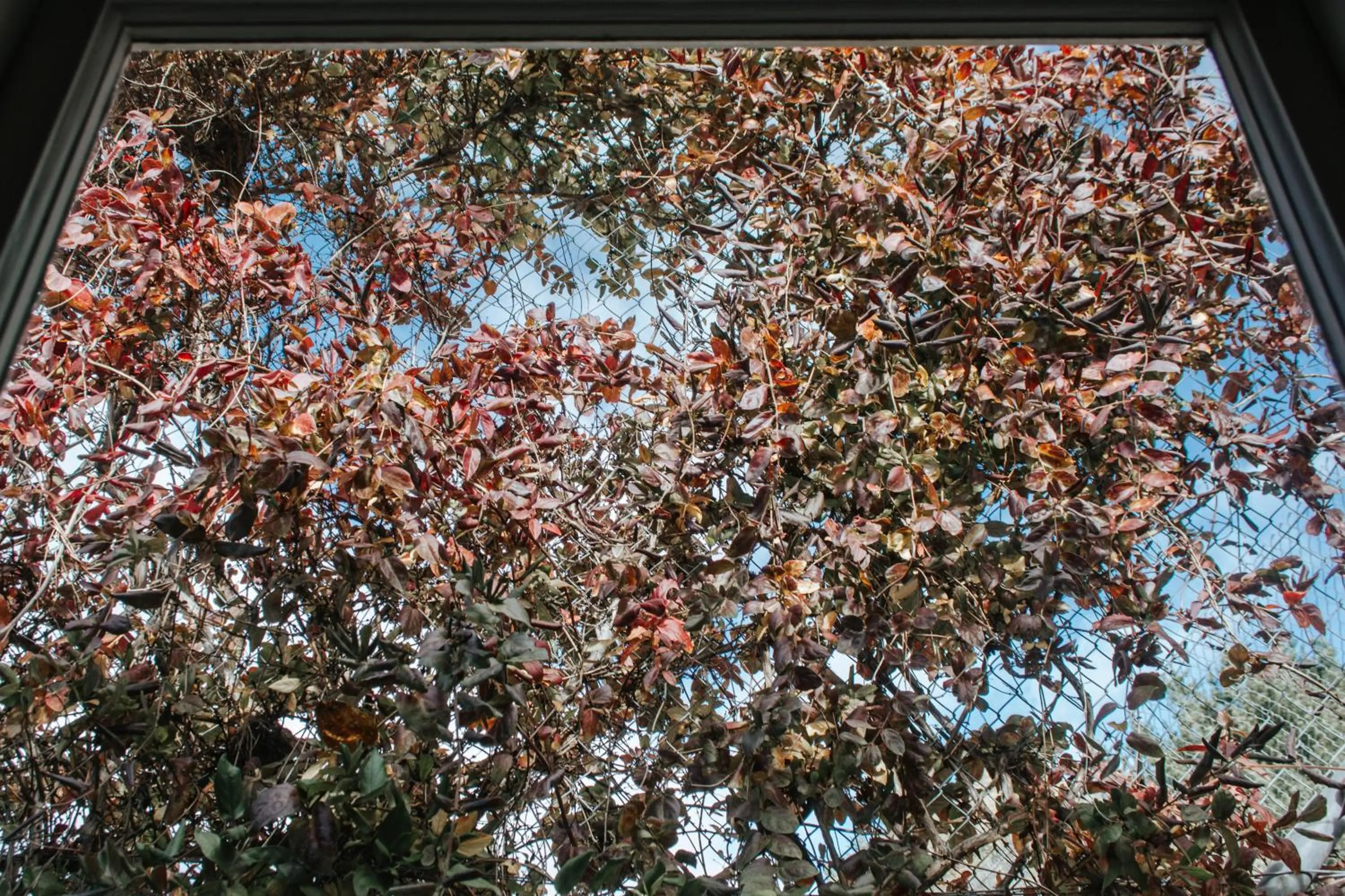 Crackenback Farm Guesthouse