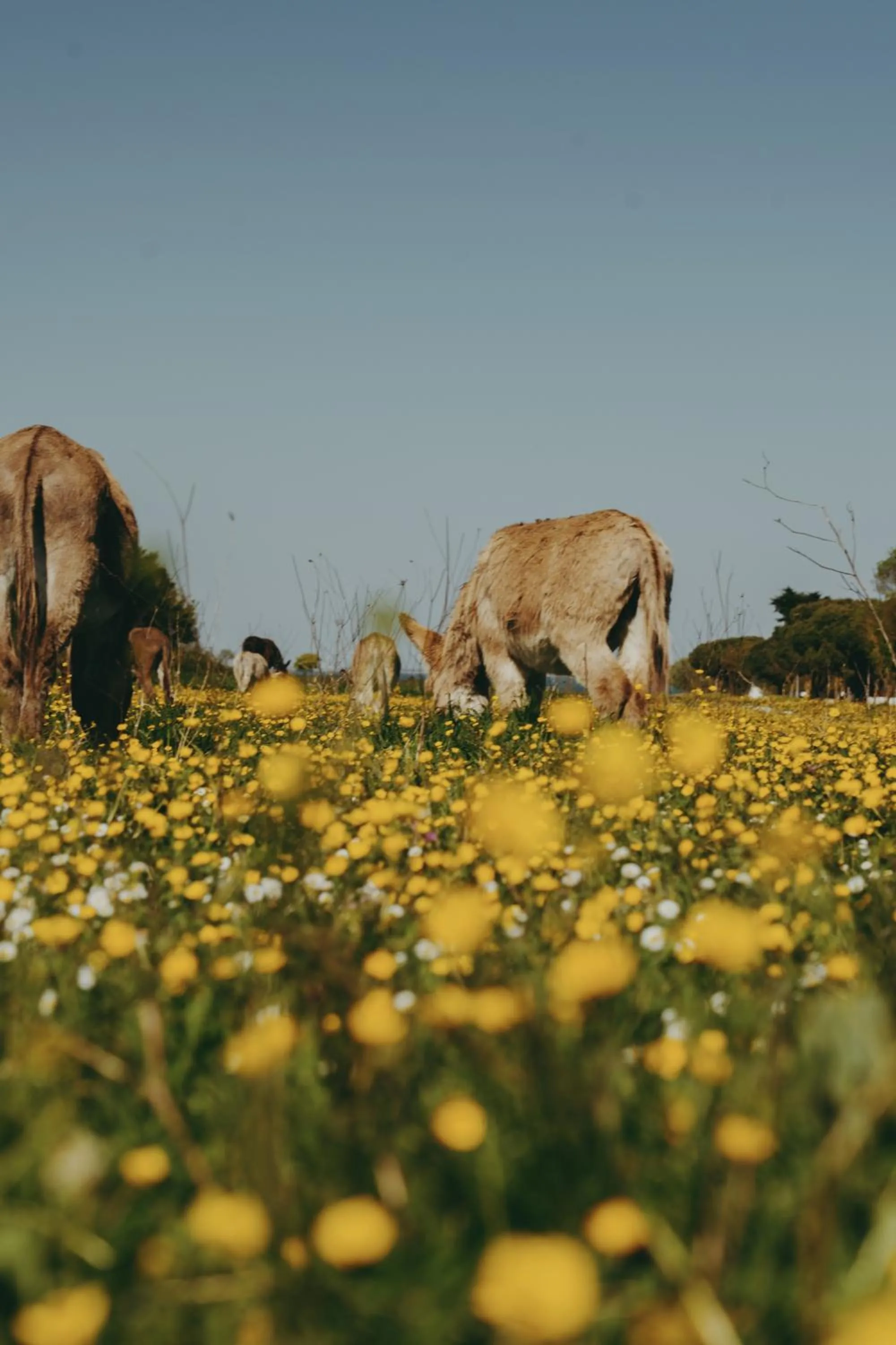 Nearby landmark in Hôtel OYAT Ile de Ré - ex Escale