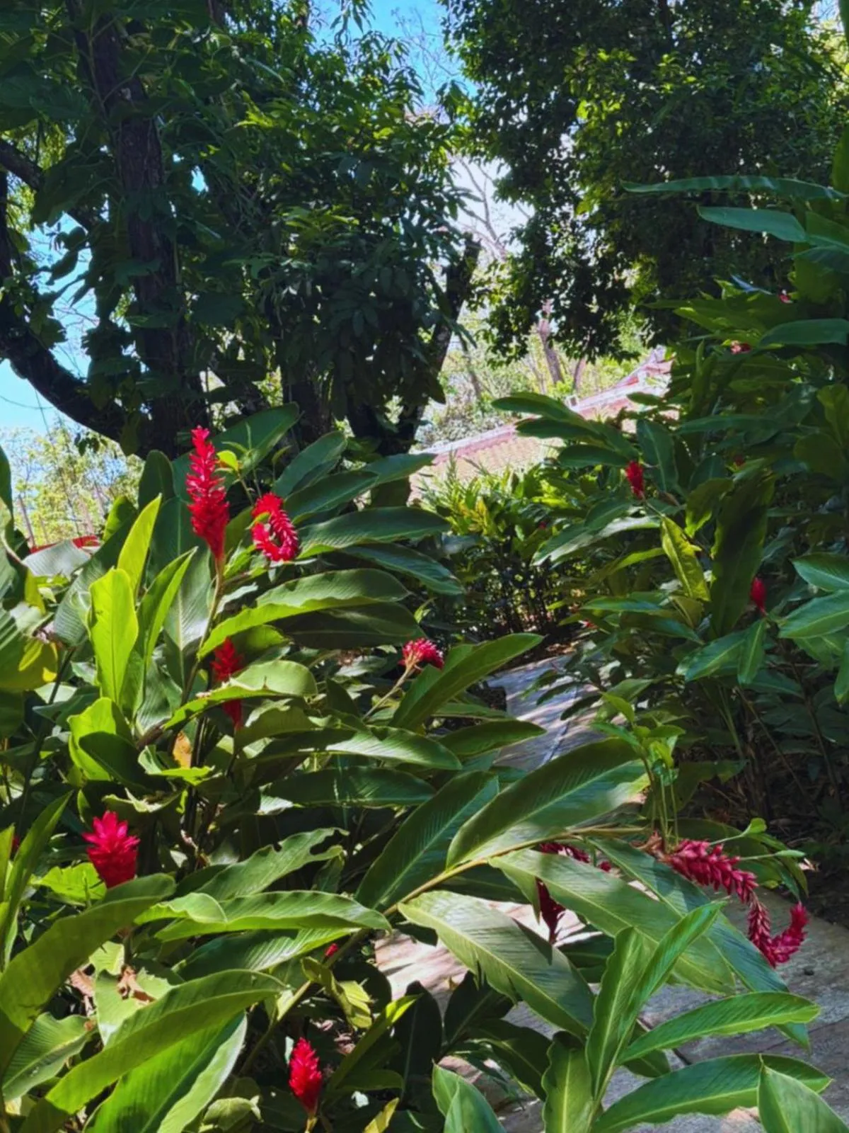 Garden in Hotel La Aldea del Halach Huinic