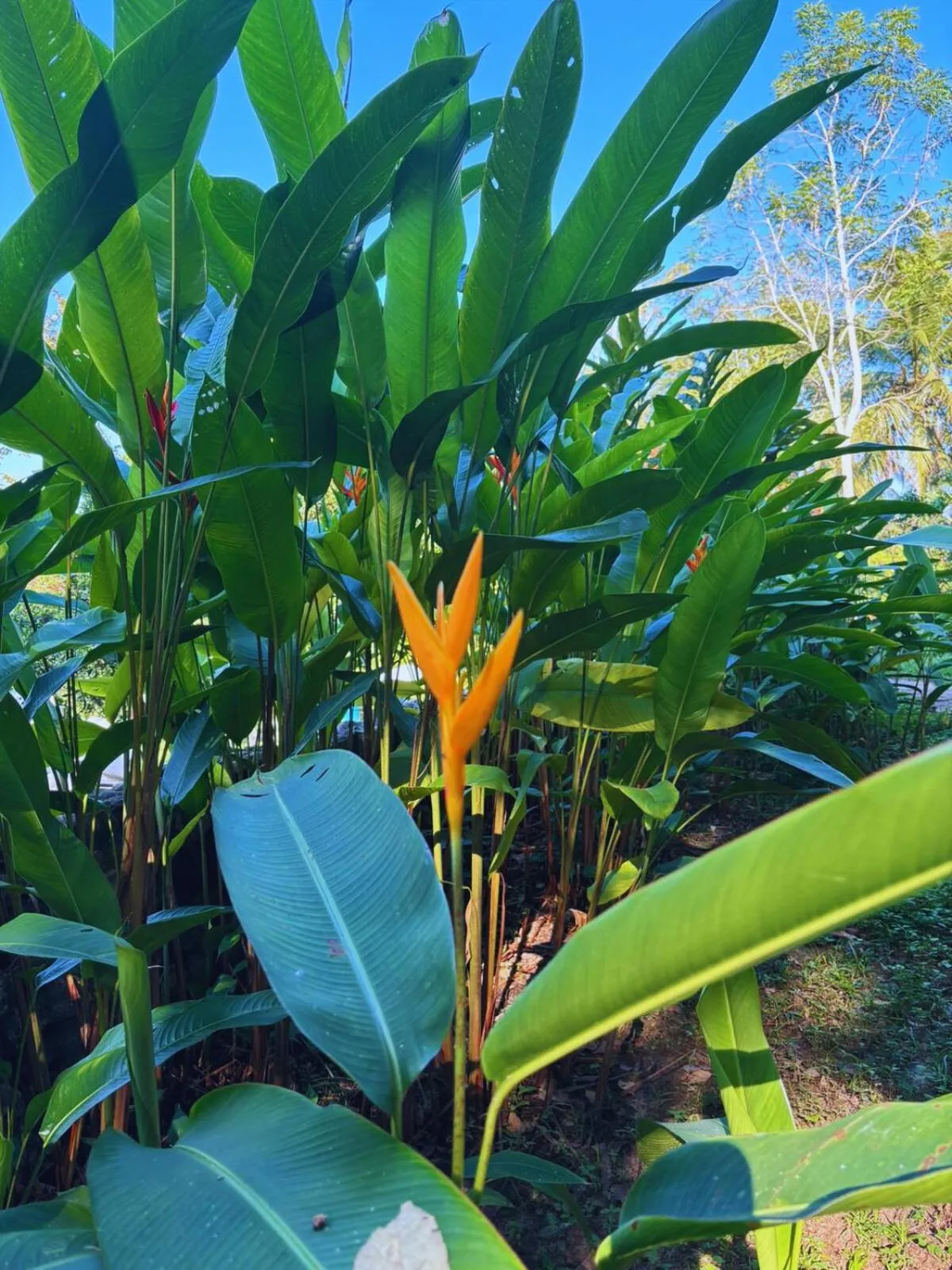 Garden in Hotel La Aldea del Halach Huinic