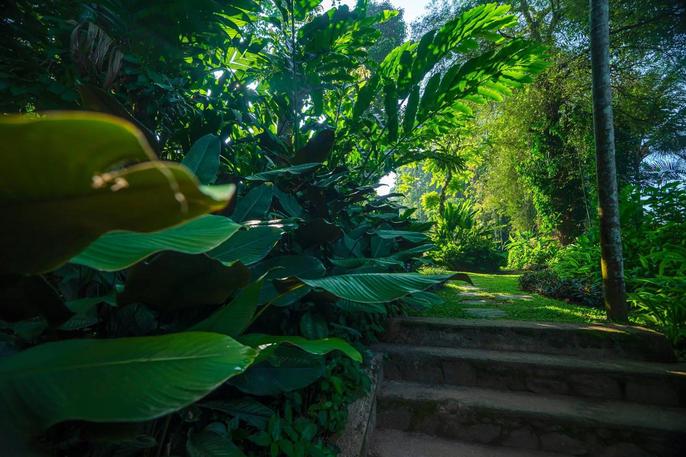 Garden in The Kandy House