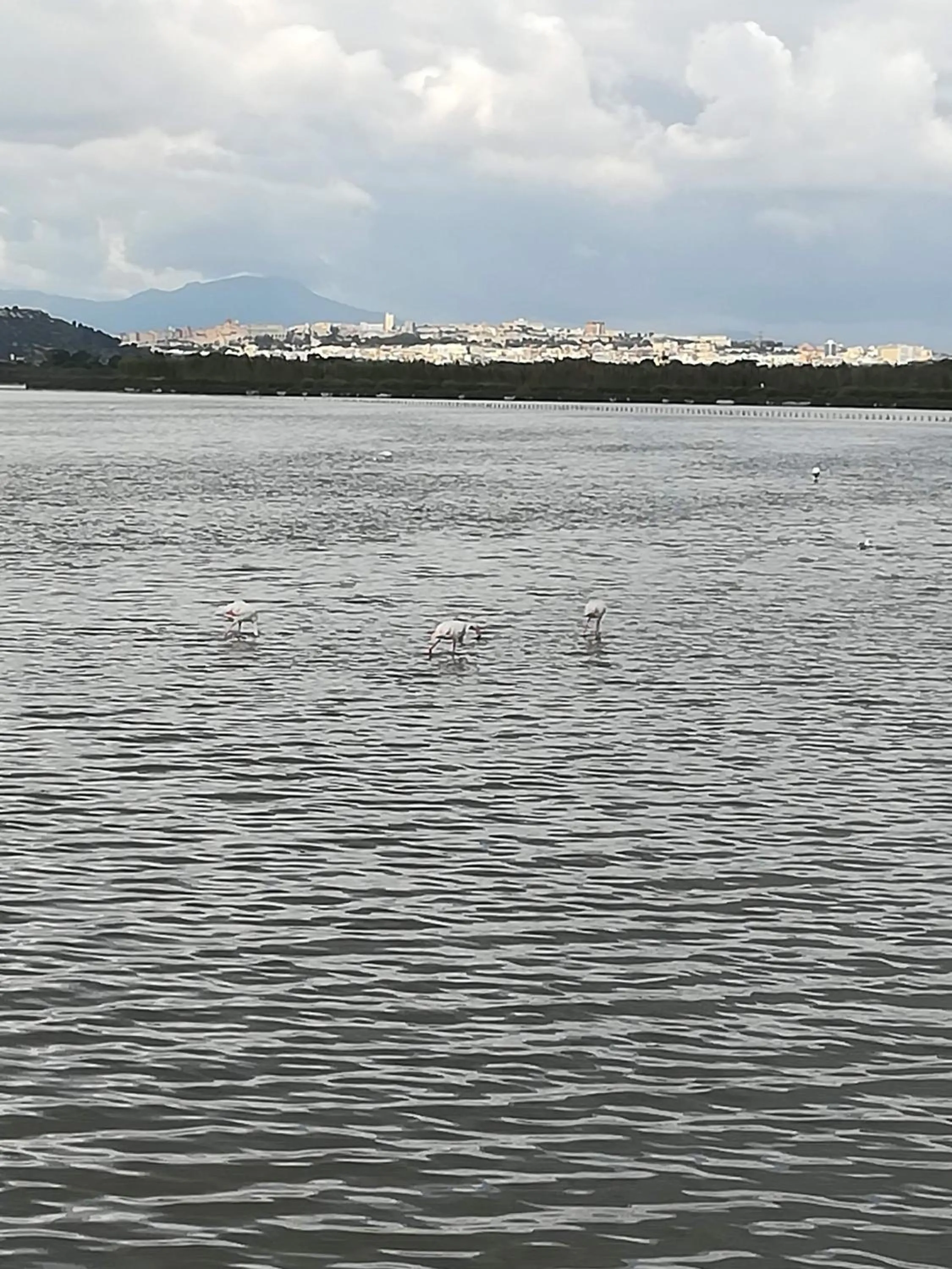 Animals in Su Murdegu