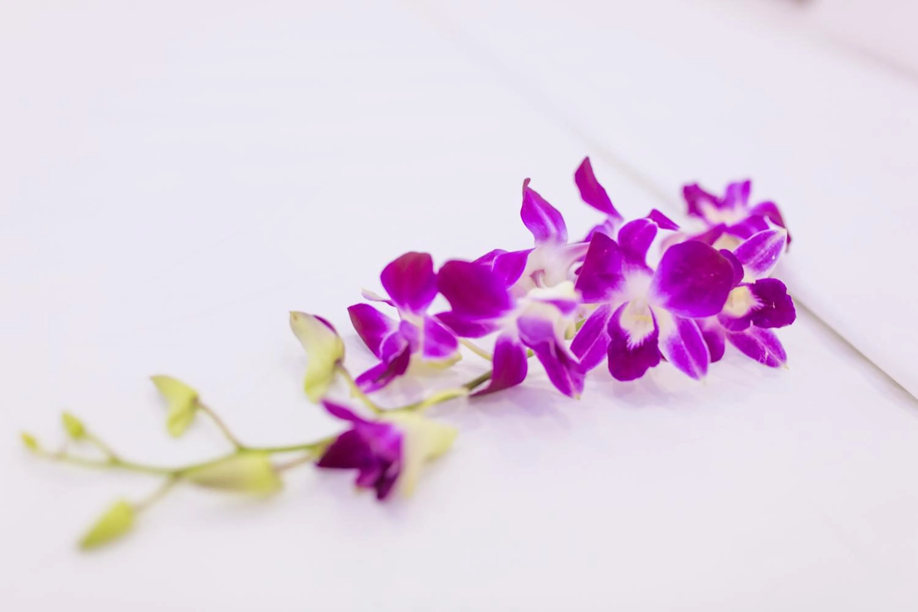 Decorative detail in Summer Beach