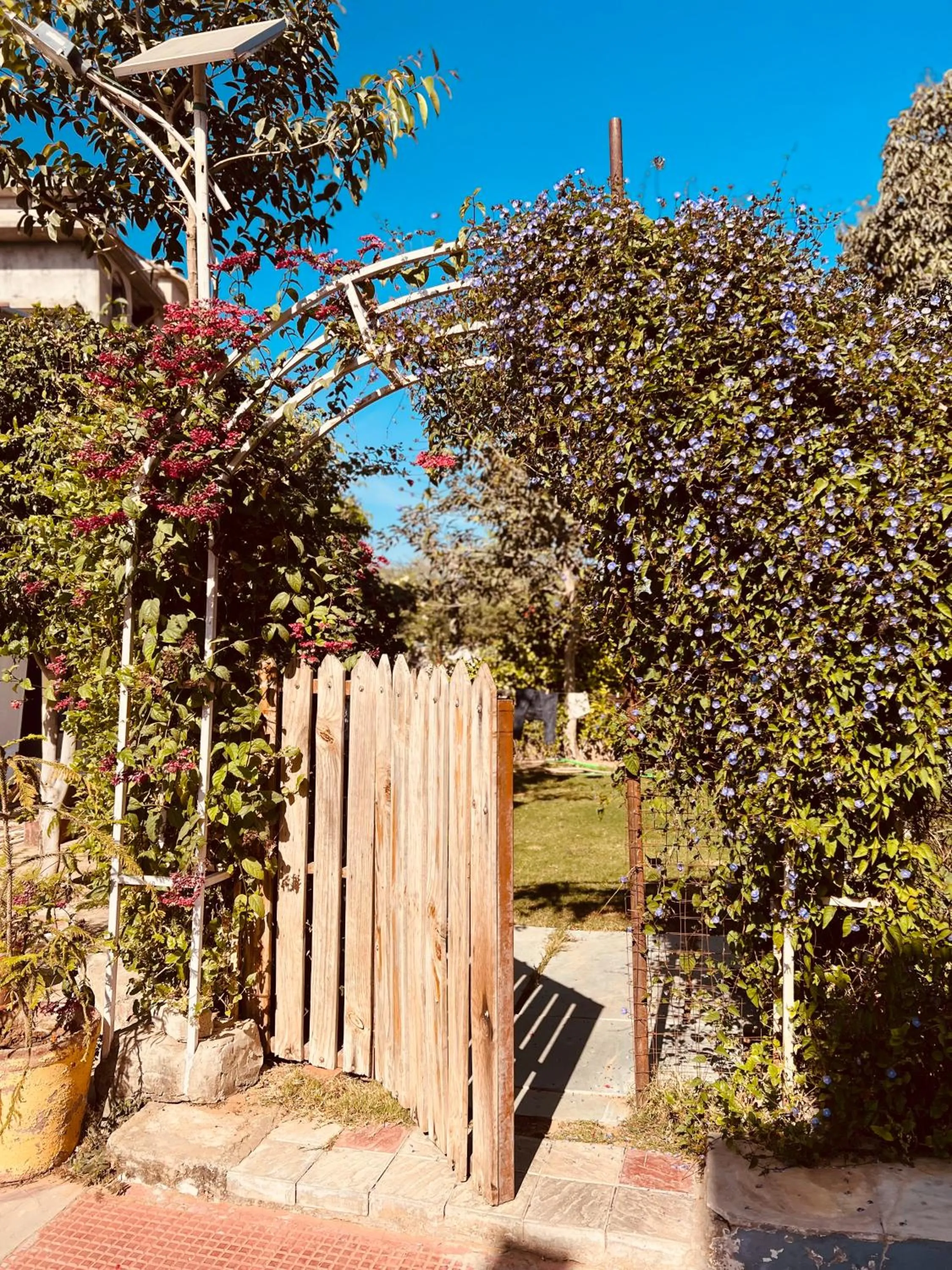 Garden view in Rawai Luxury Tents Pushkar