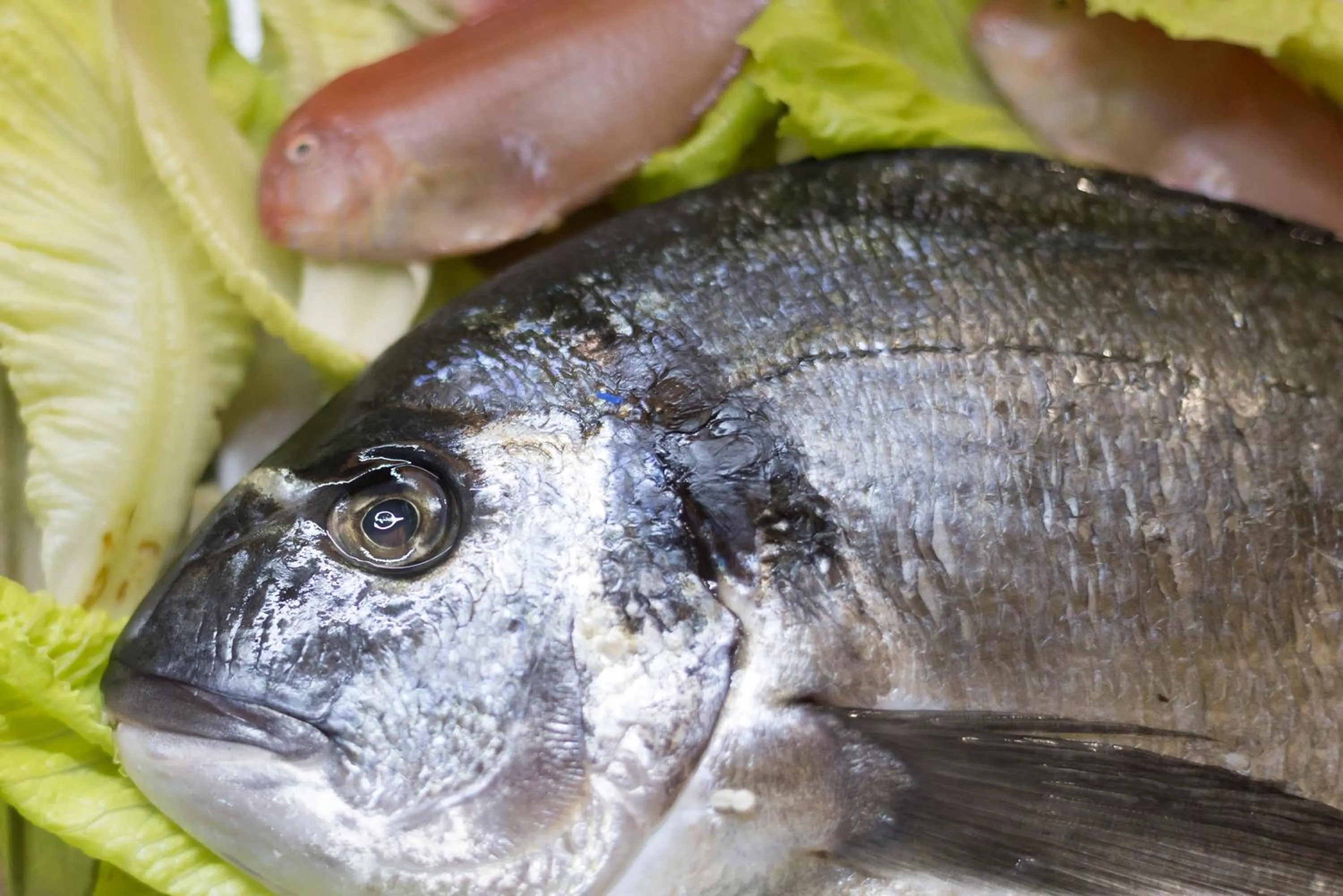 Food and drinks in Hotel Calabrisella