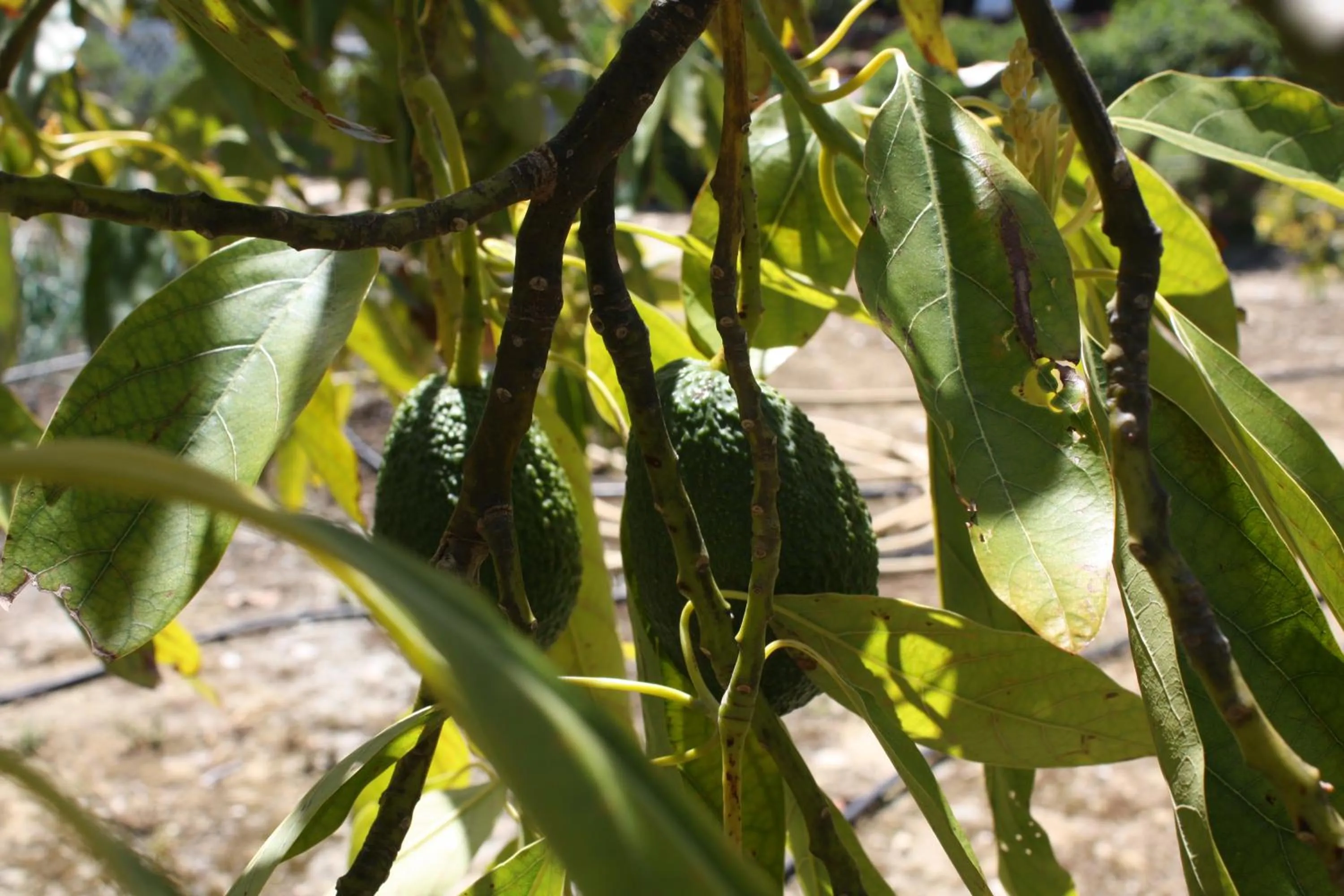 Roca Verde, Boutique Bed & Breakfast - Adults only