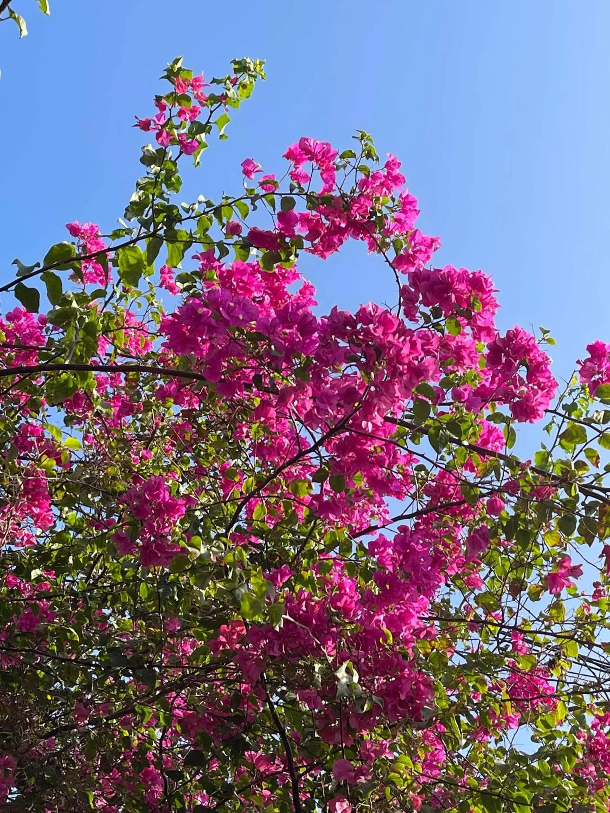 Green's Hostel Nungwi