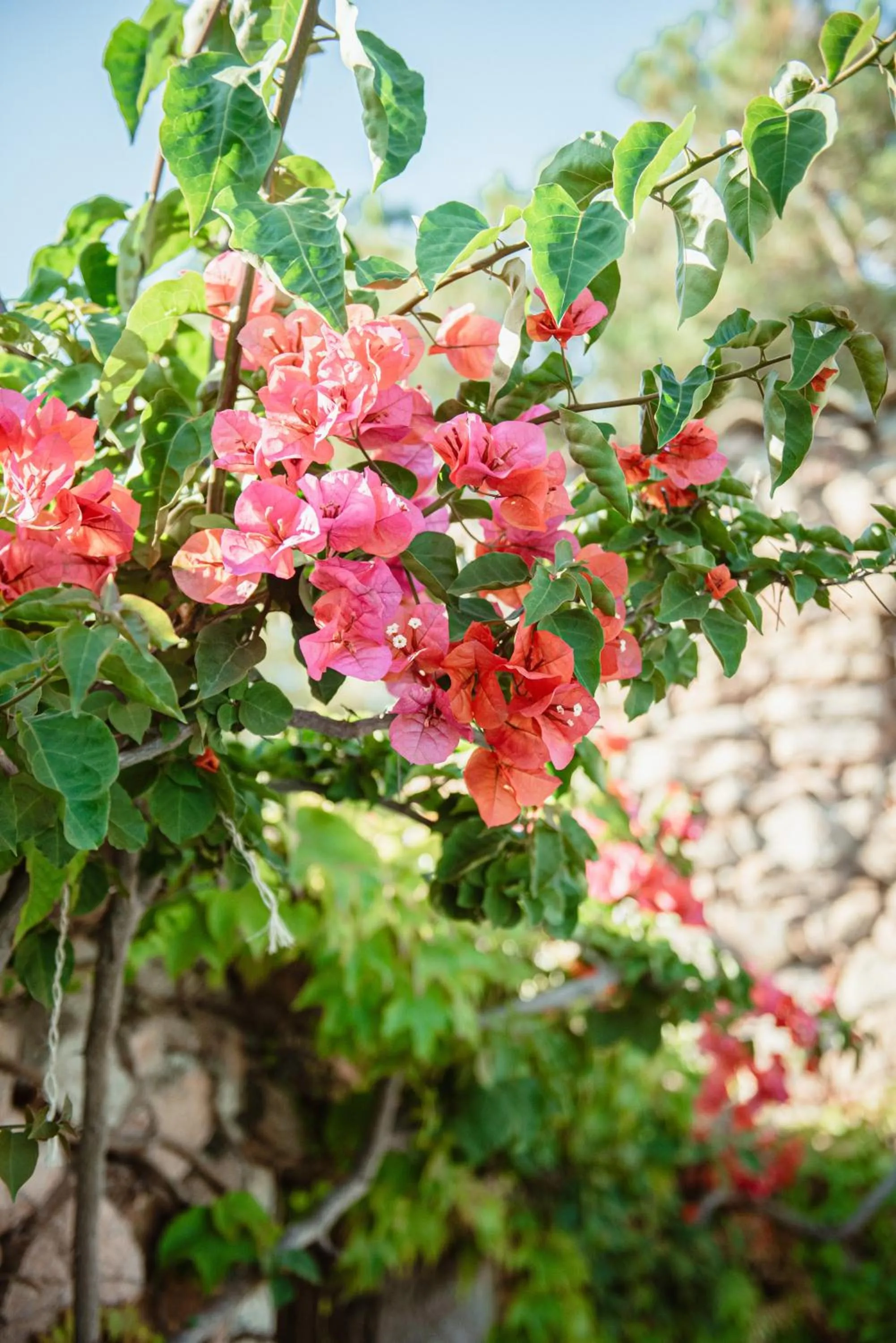 Garden view in Ranch Campo Palombaggia